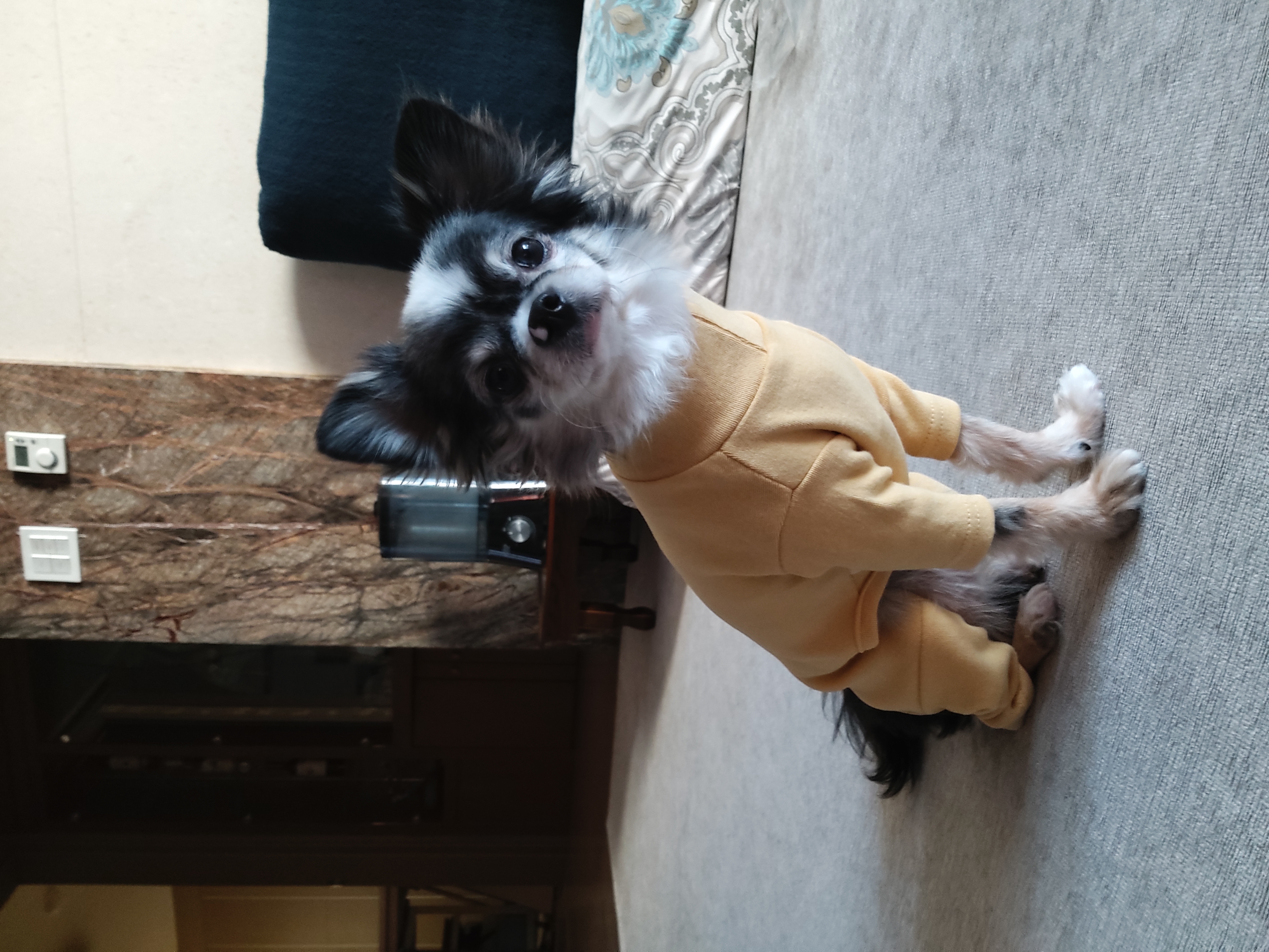 별(깜치)이는 잘지내고 있답니다