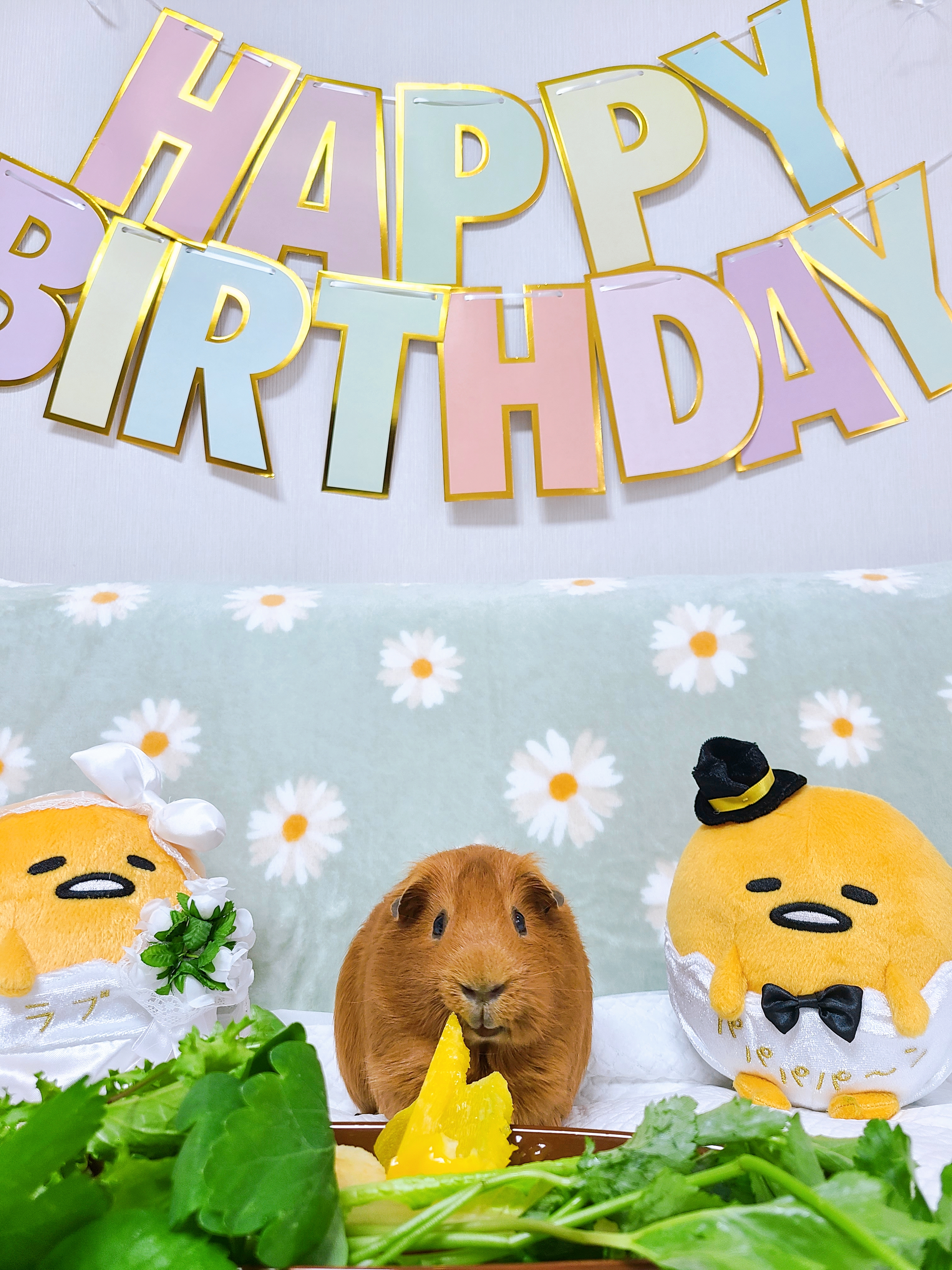 기니피그 마론&크림 2주년♡