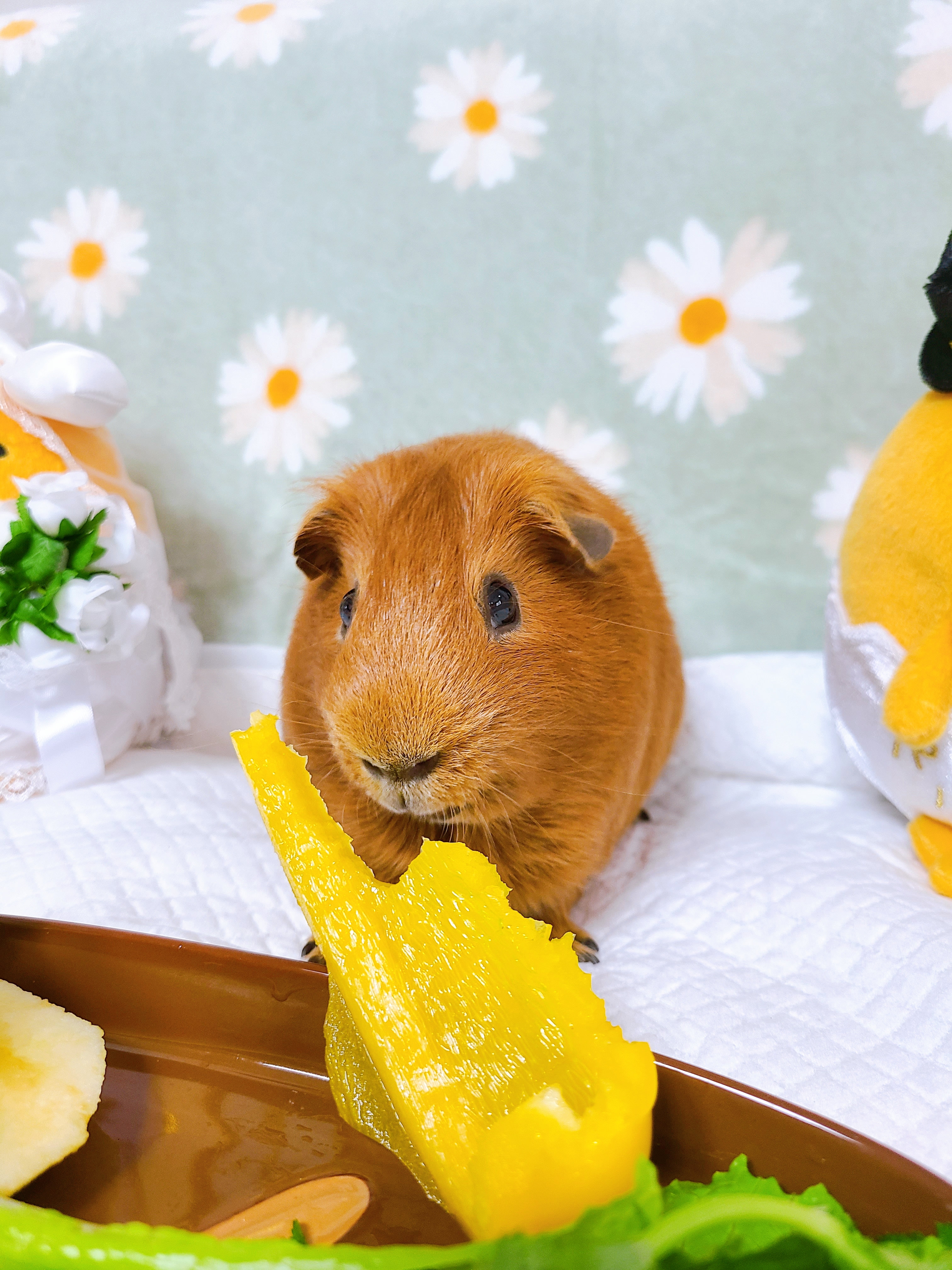 기니피그 마론&크림 2주년♡