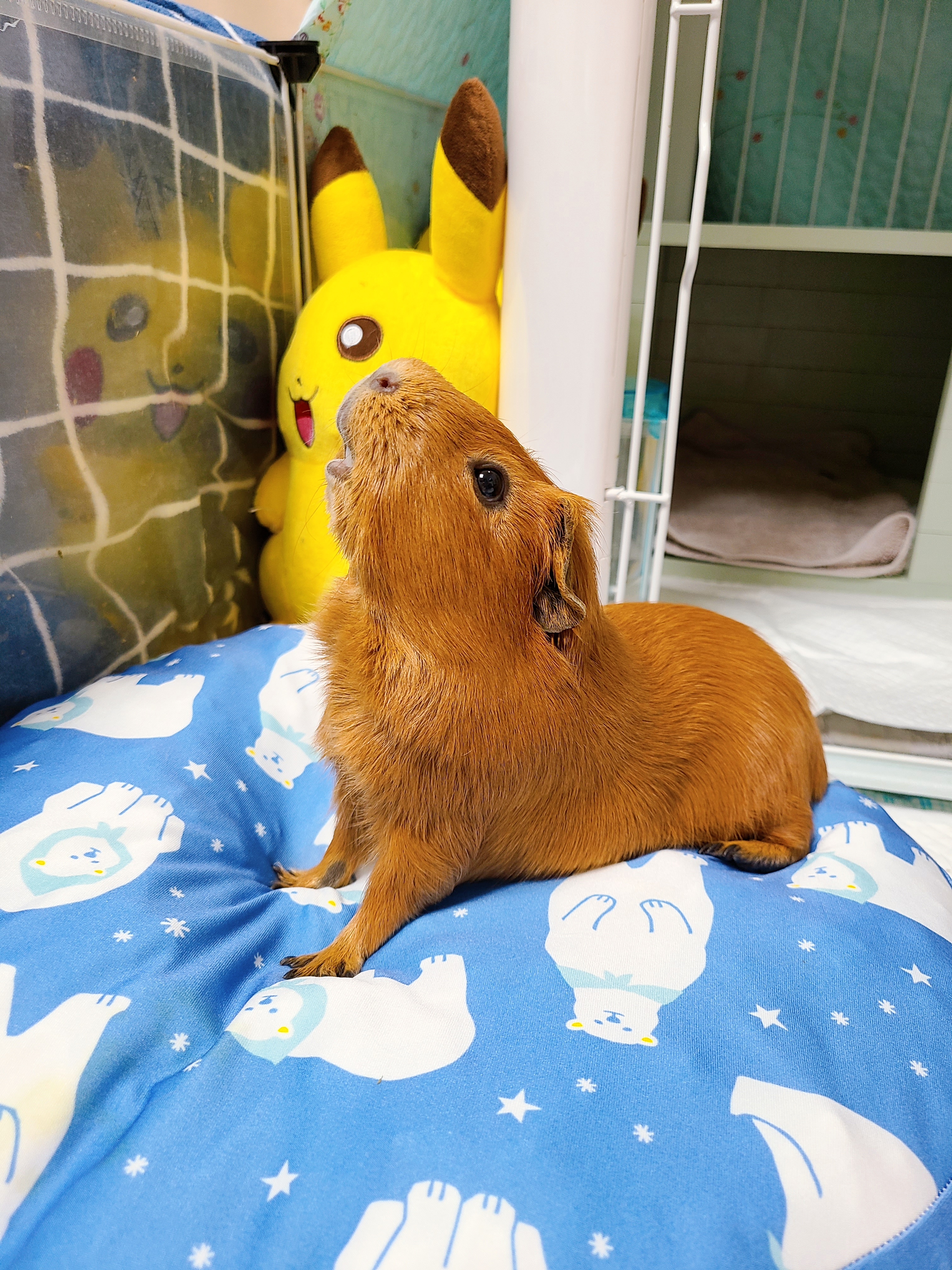 기니피그 마론&크림 2주년♡