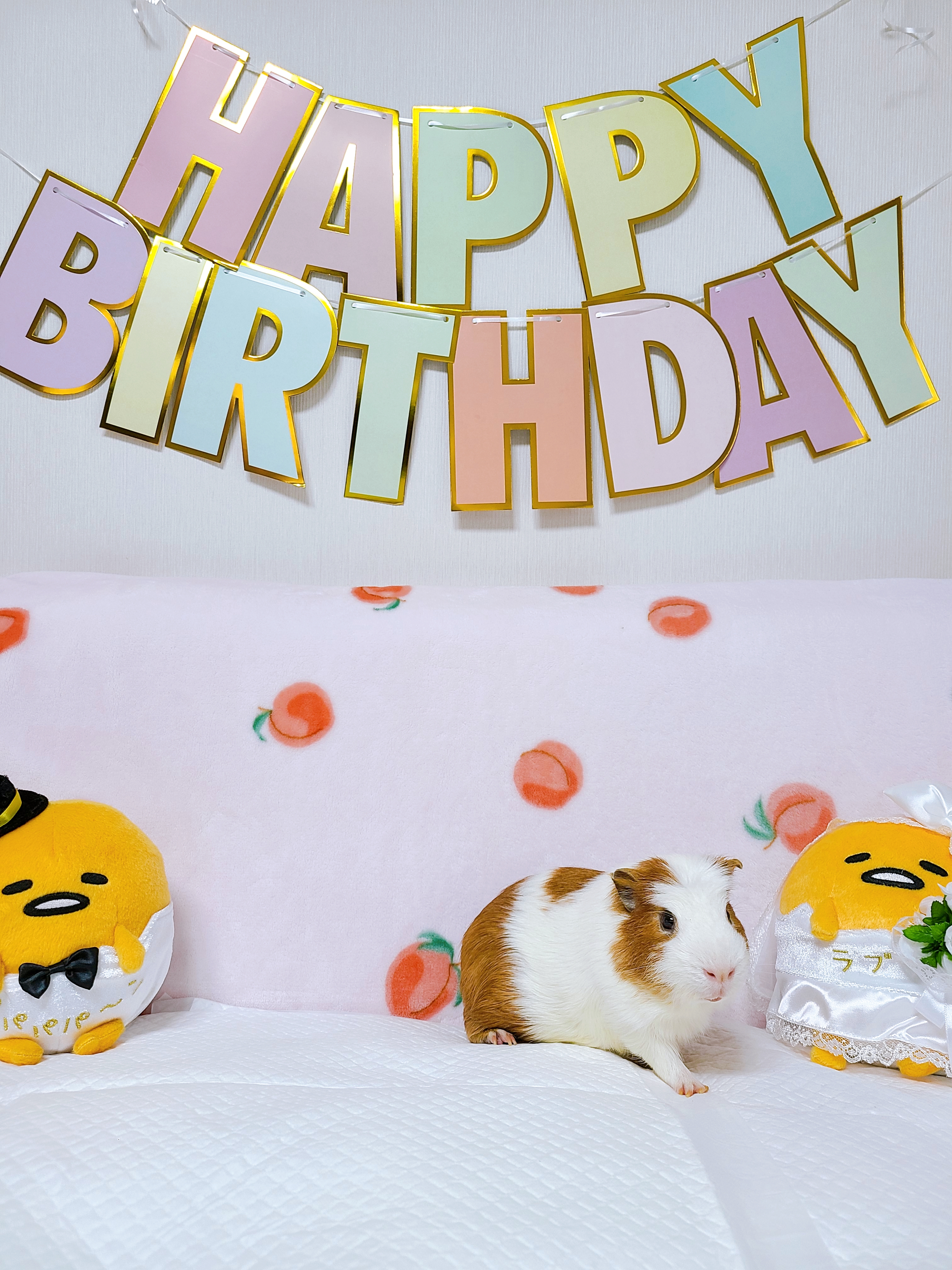 기니피그 마론&크림 2주년♡