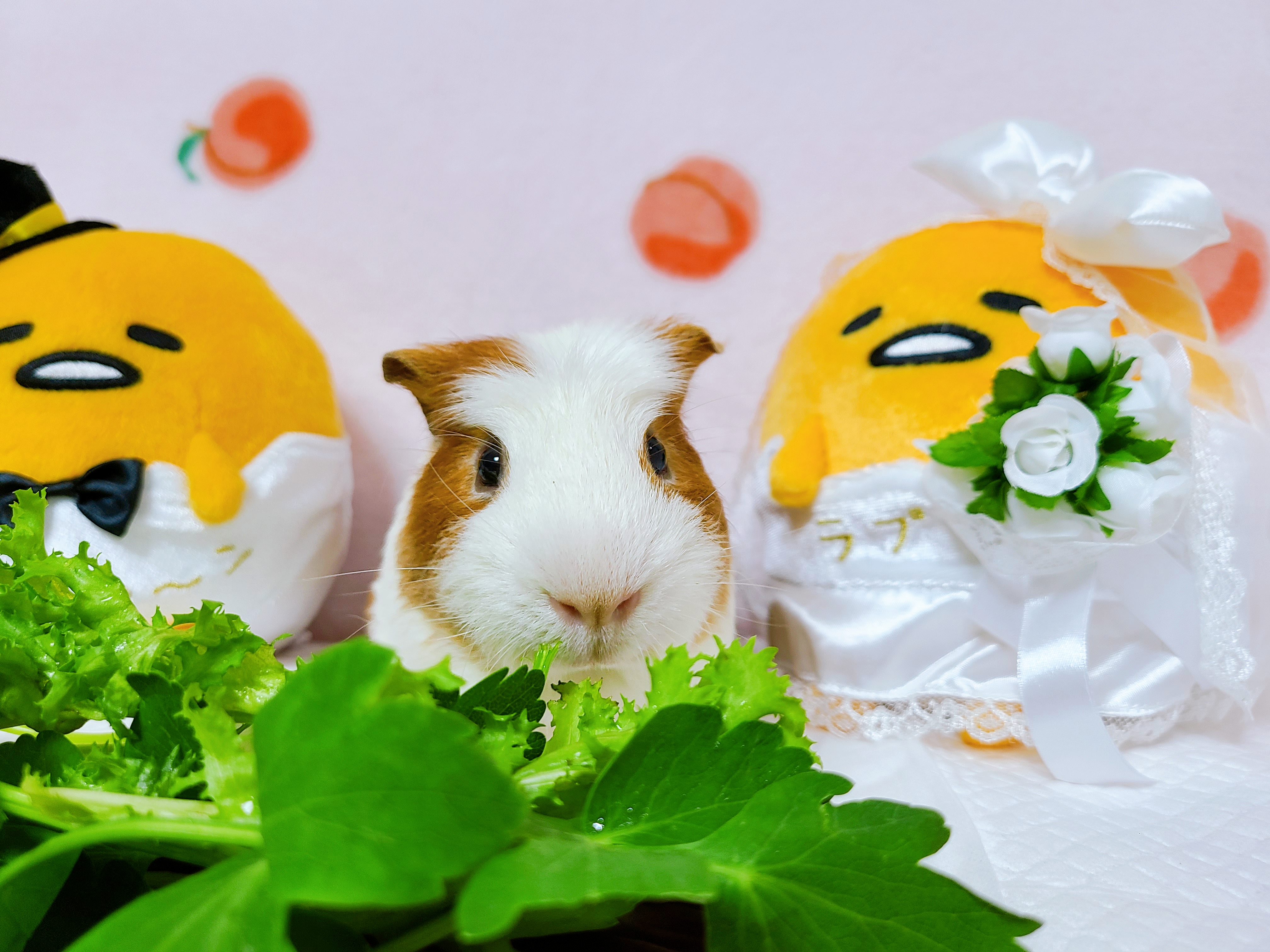 기니피그 마론&크림 2주년♡