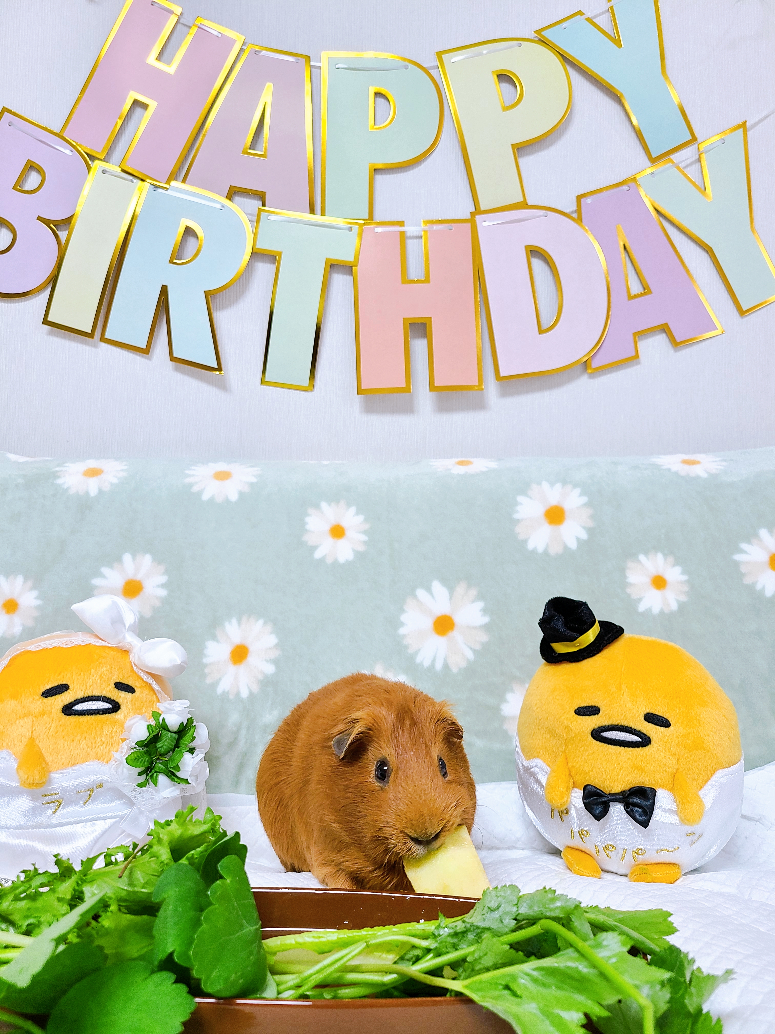 기니피그 마론&크림 2주년♡