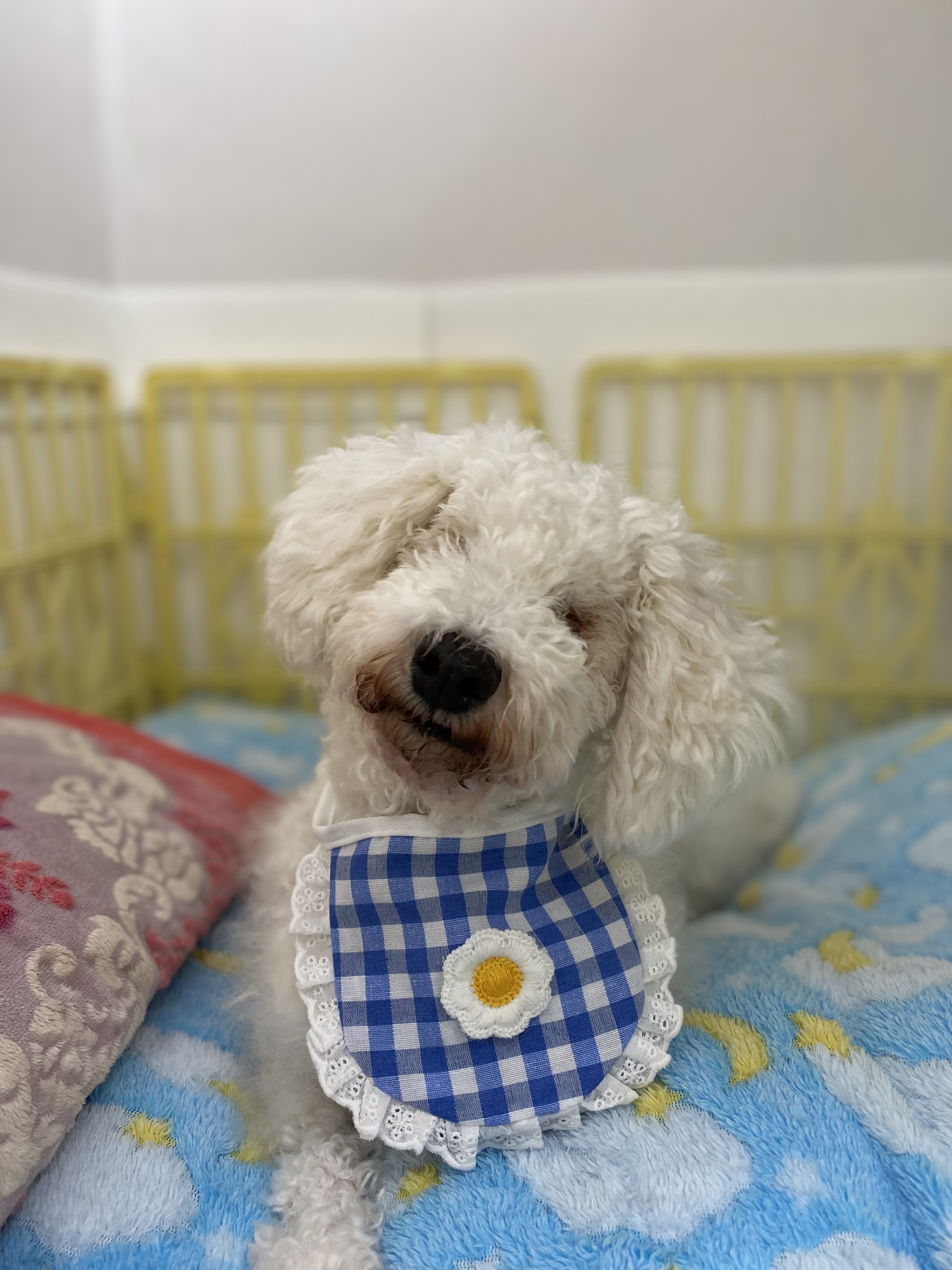 윤랑(쟈스민)의 마지막 심장사상충 일기