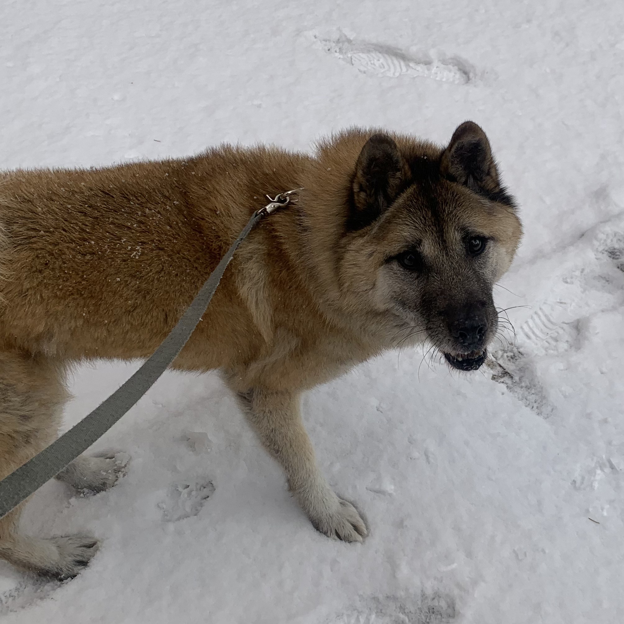 한강이 입양 소식 