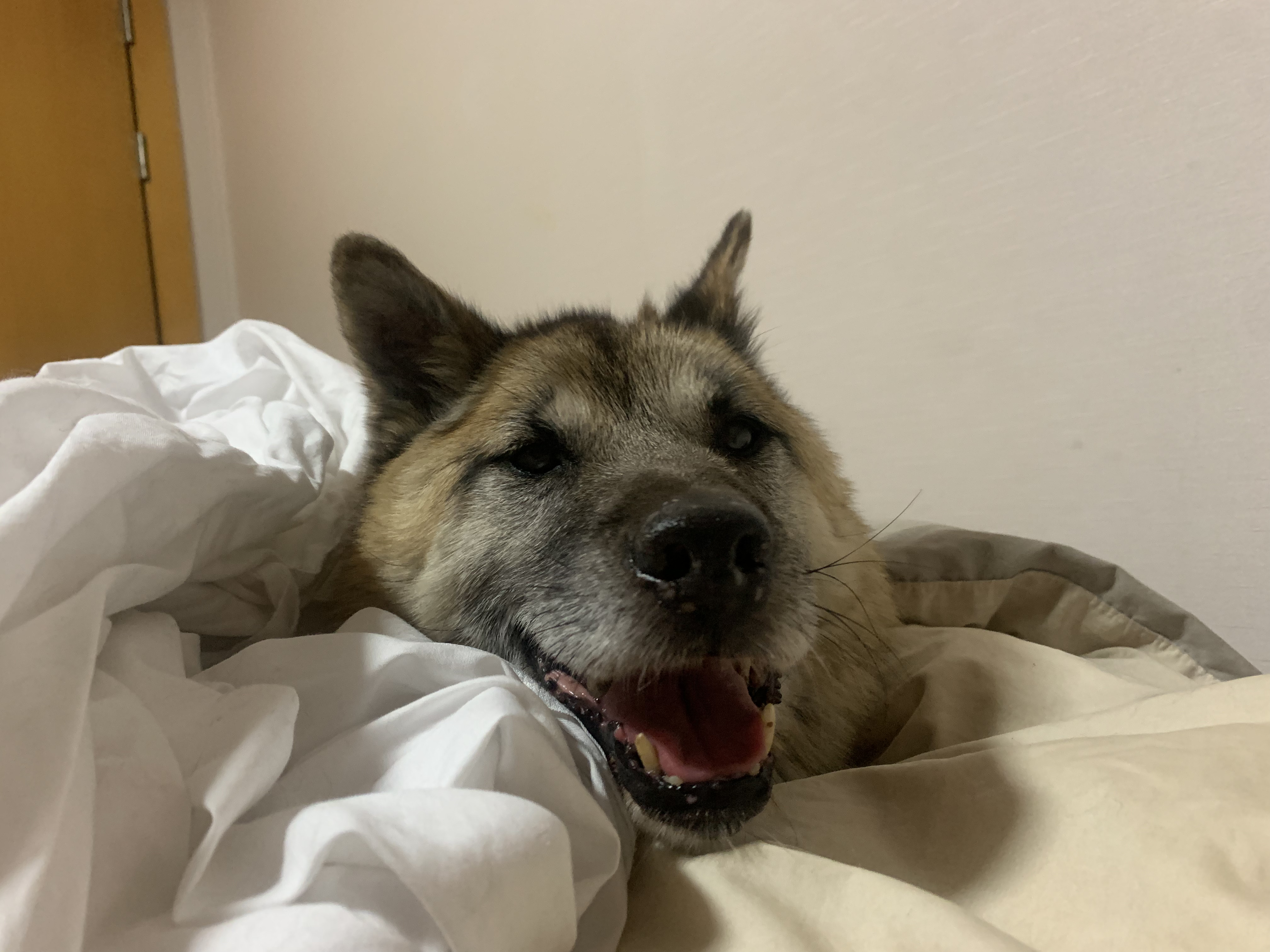 한강이 입양 소식 