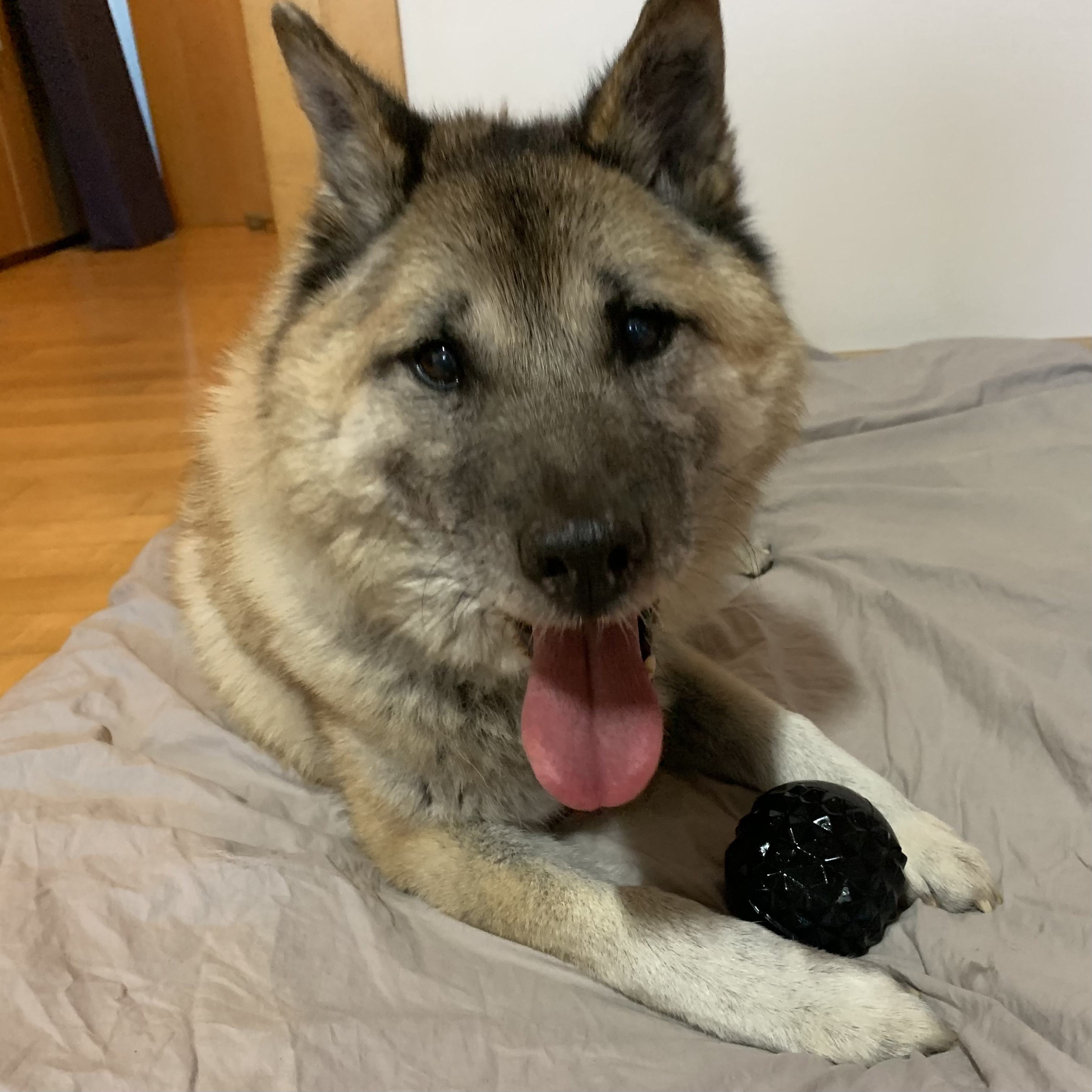 한강이 입양 소식 