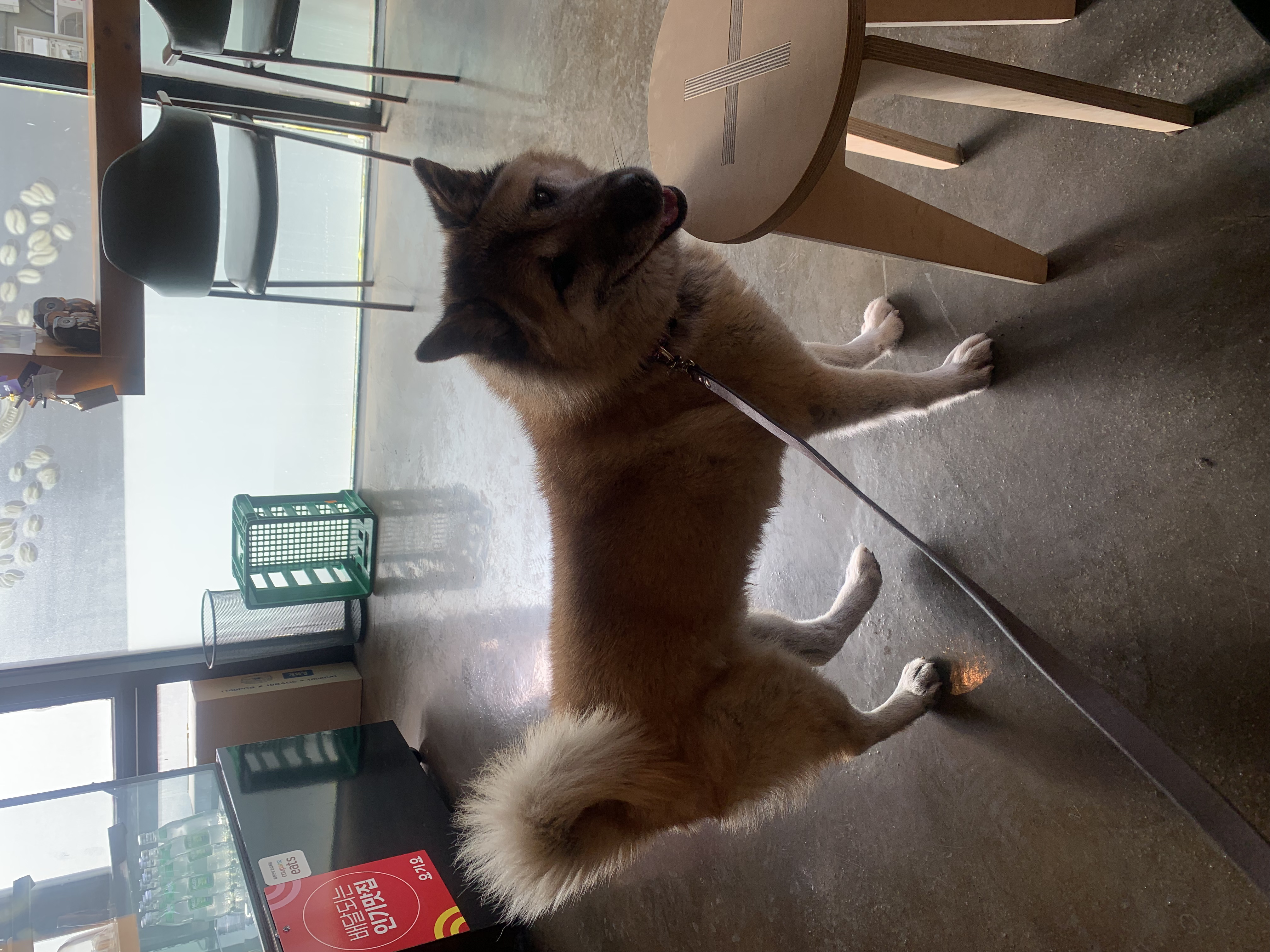 한강이 입양 소식 