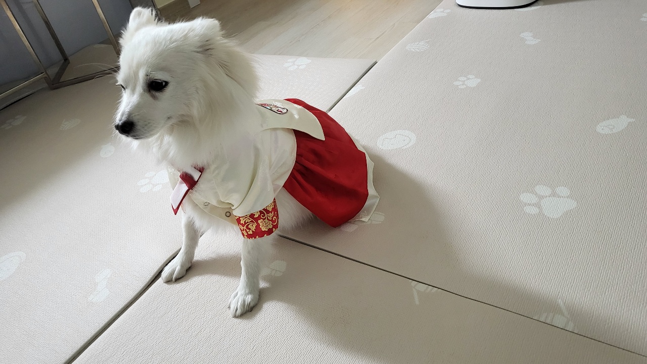 새해 첫 휘핑이에 패션쇼~