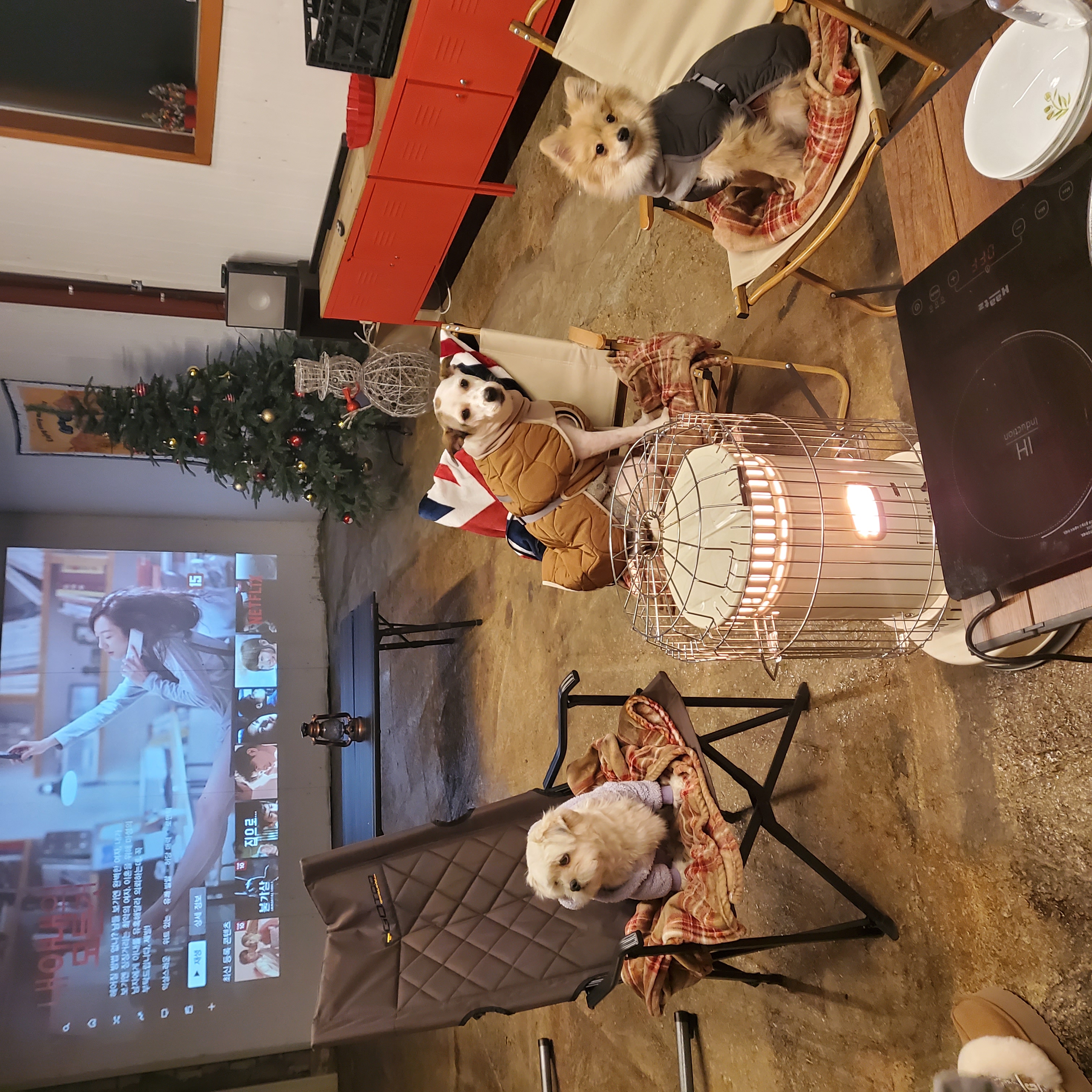 금돌이 1년이 지났네요^^