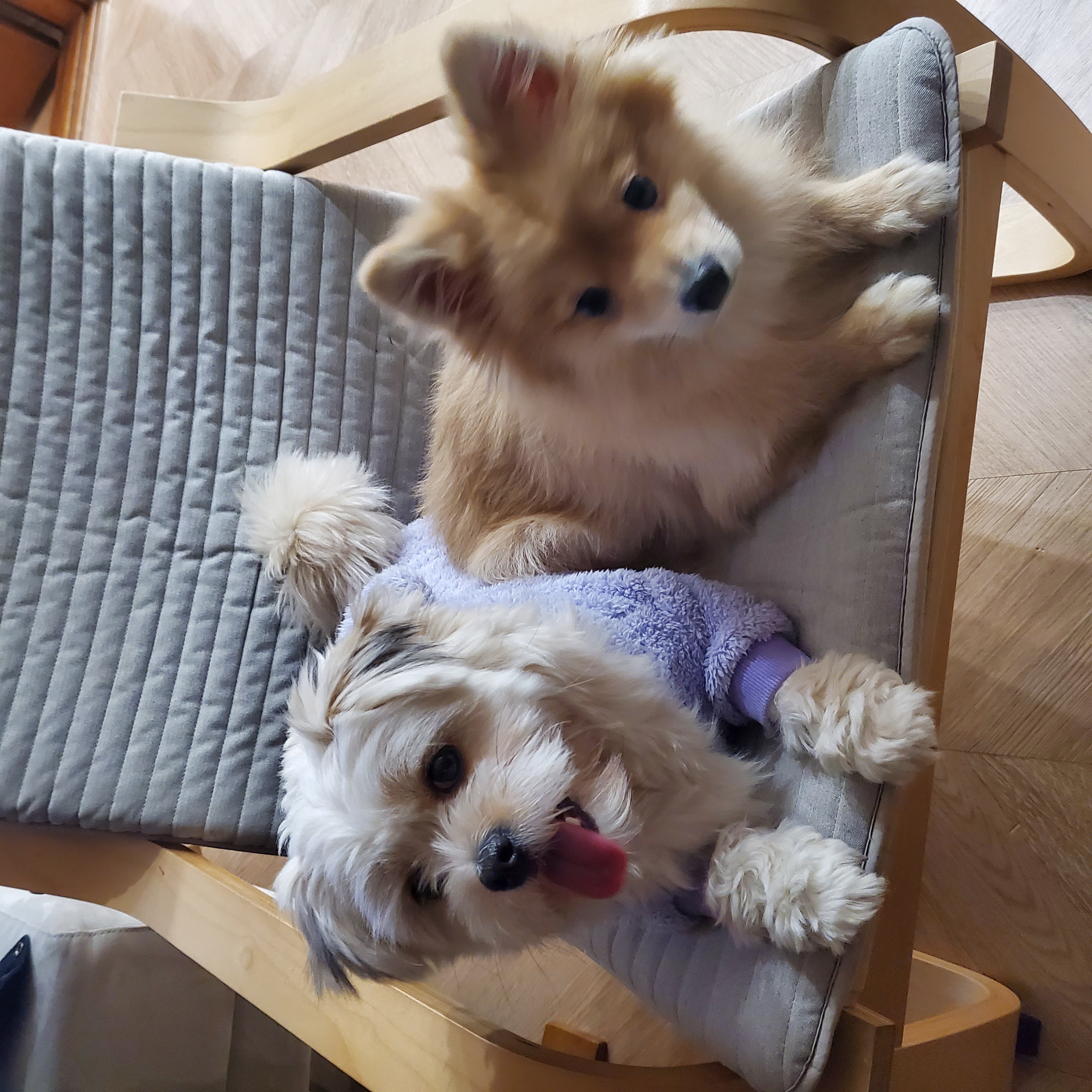 금돌이 1년이 지났네요^^