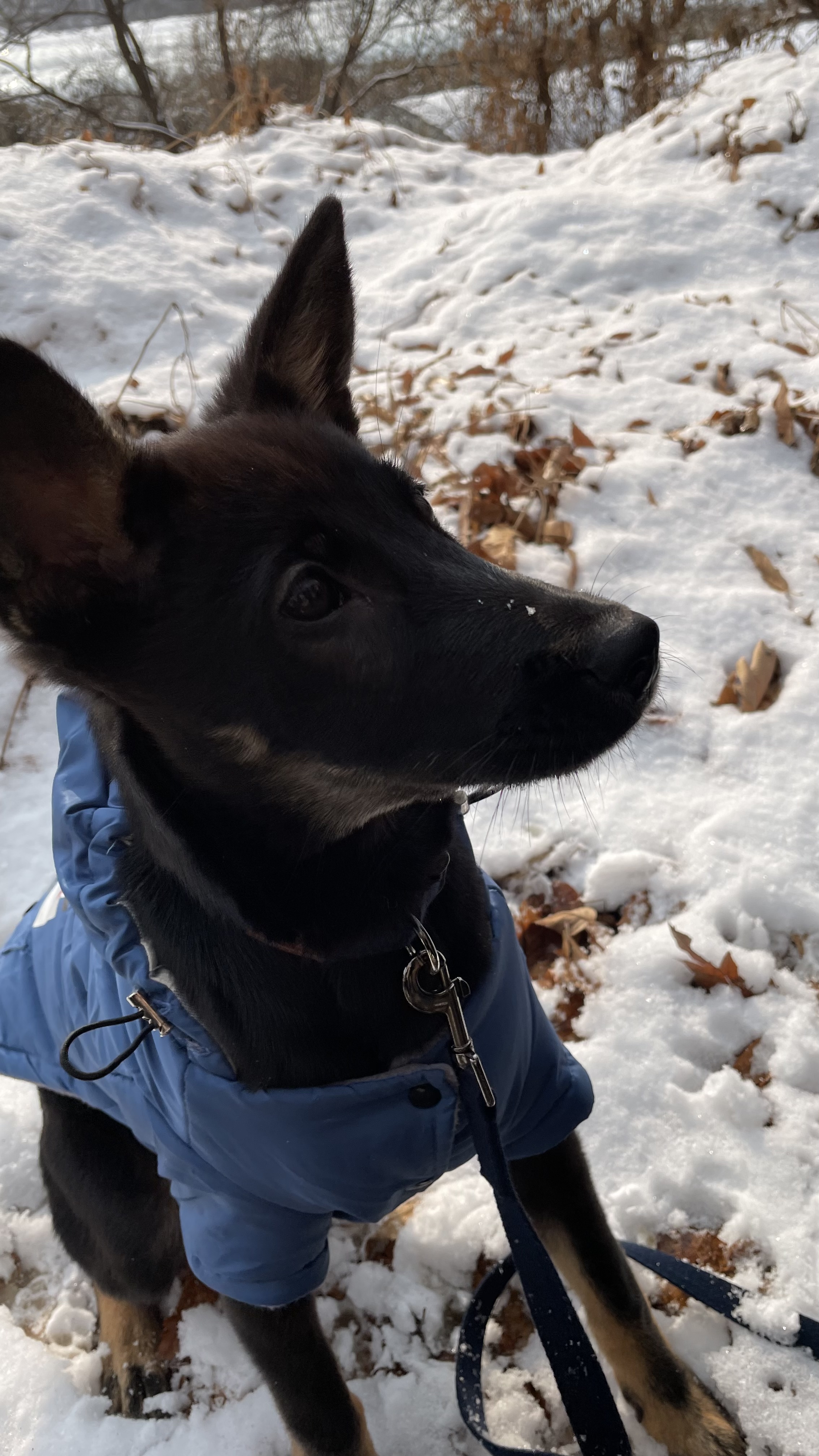 고미가 된 곰곰 두번째이야기
