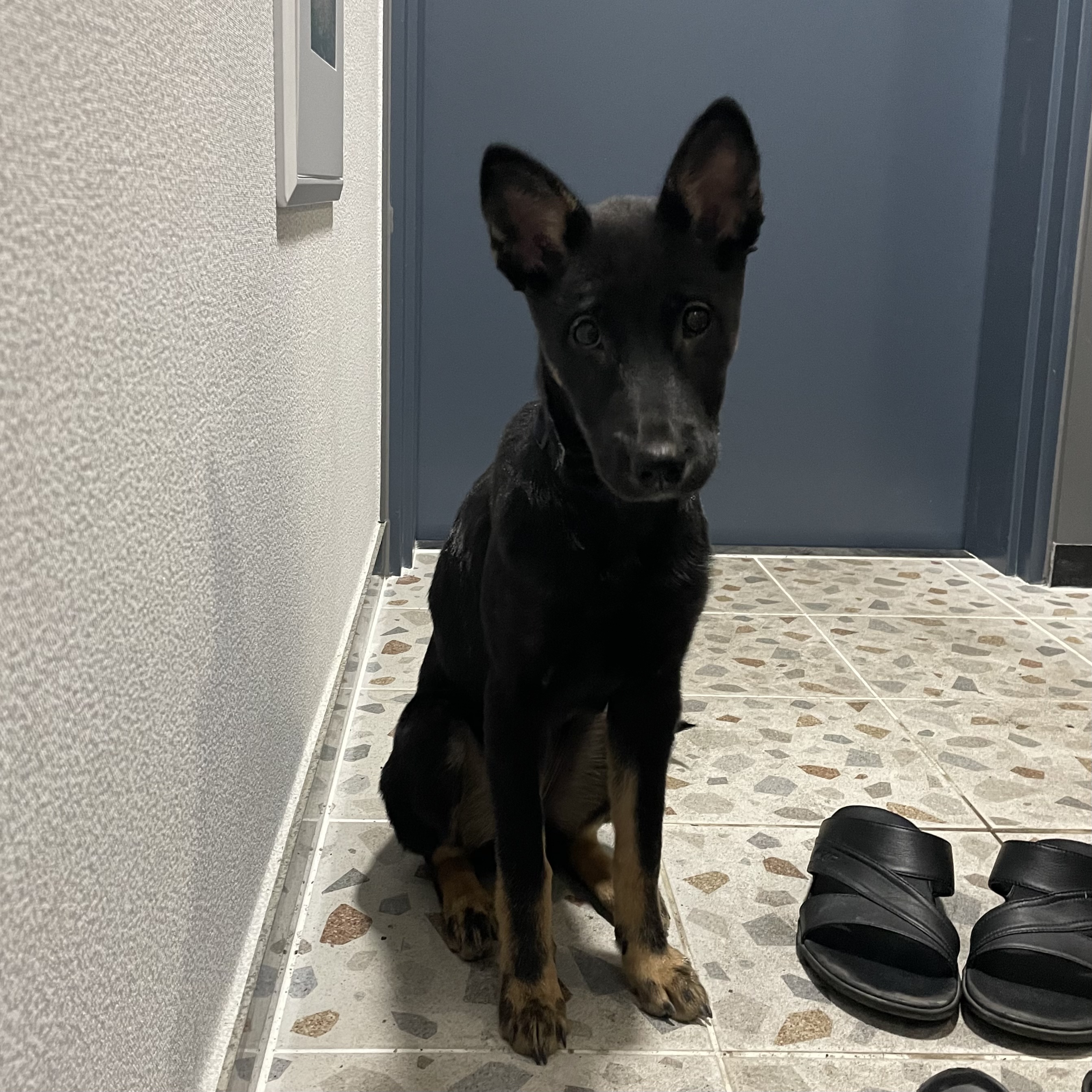 고미가 된 곰곰 두번째이야기