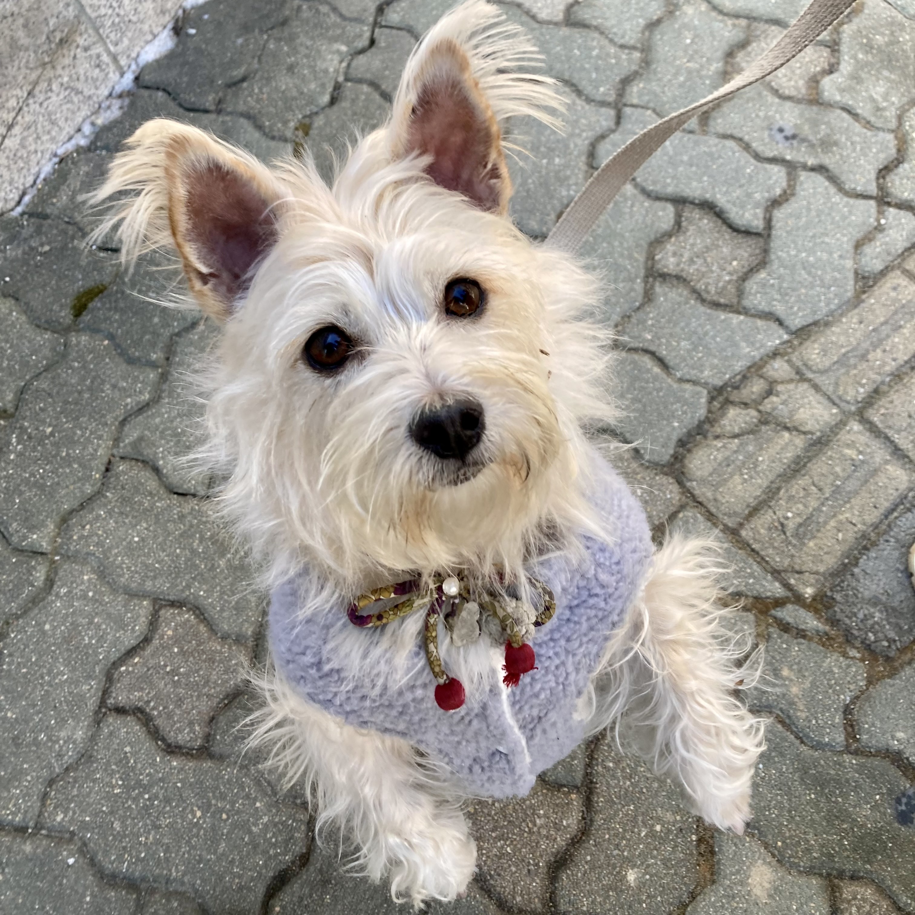 뽀솜이 온지 2년