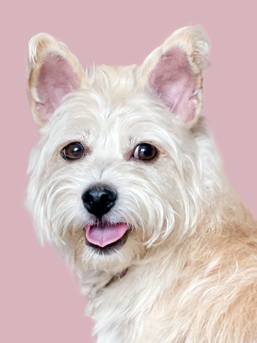 뽀솜이 온지 2년