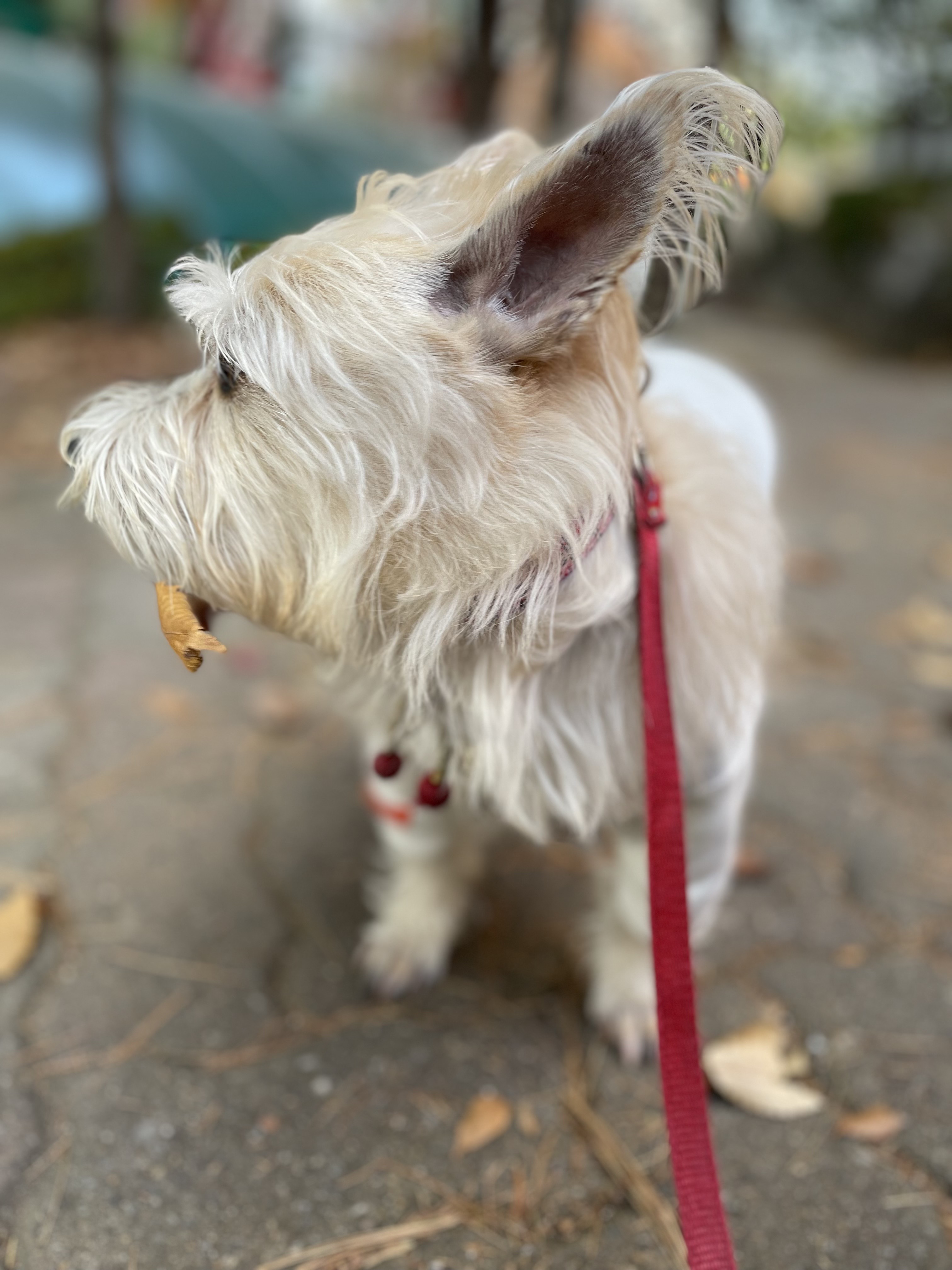 뽀솜이 온지 2년