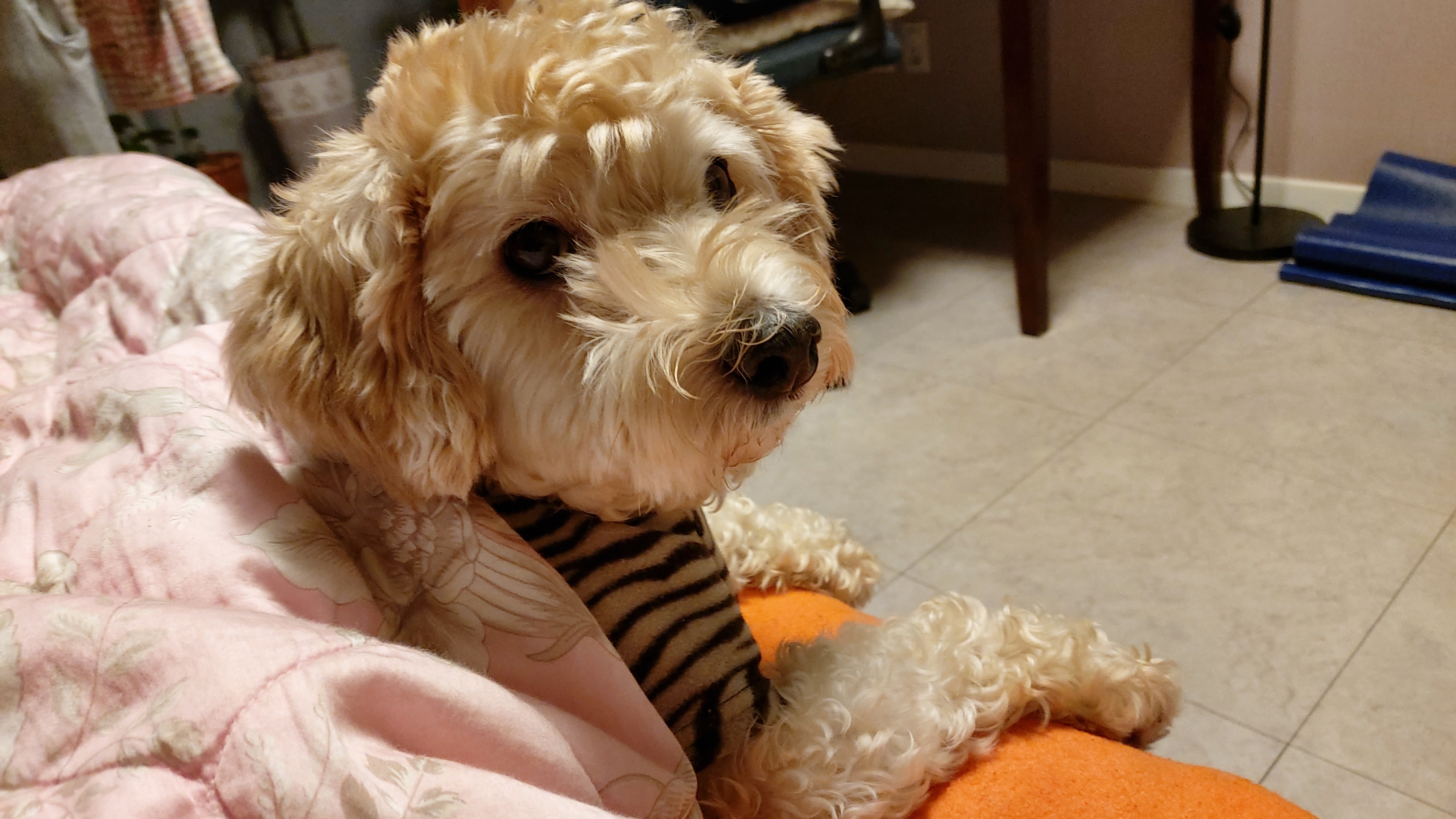 금동(은돌)~ 벌써 1년^^