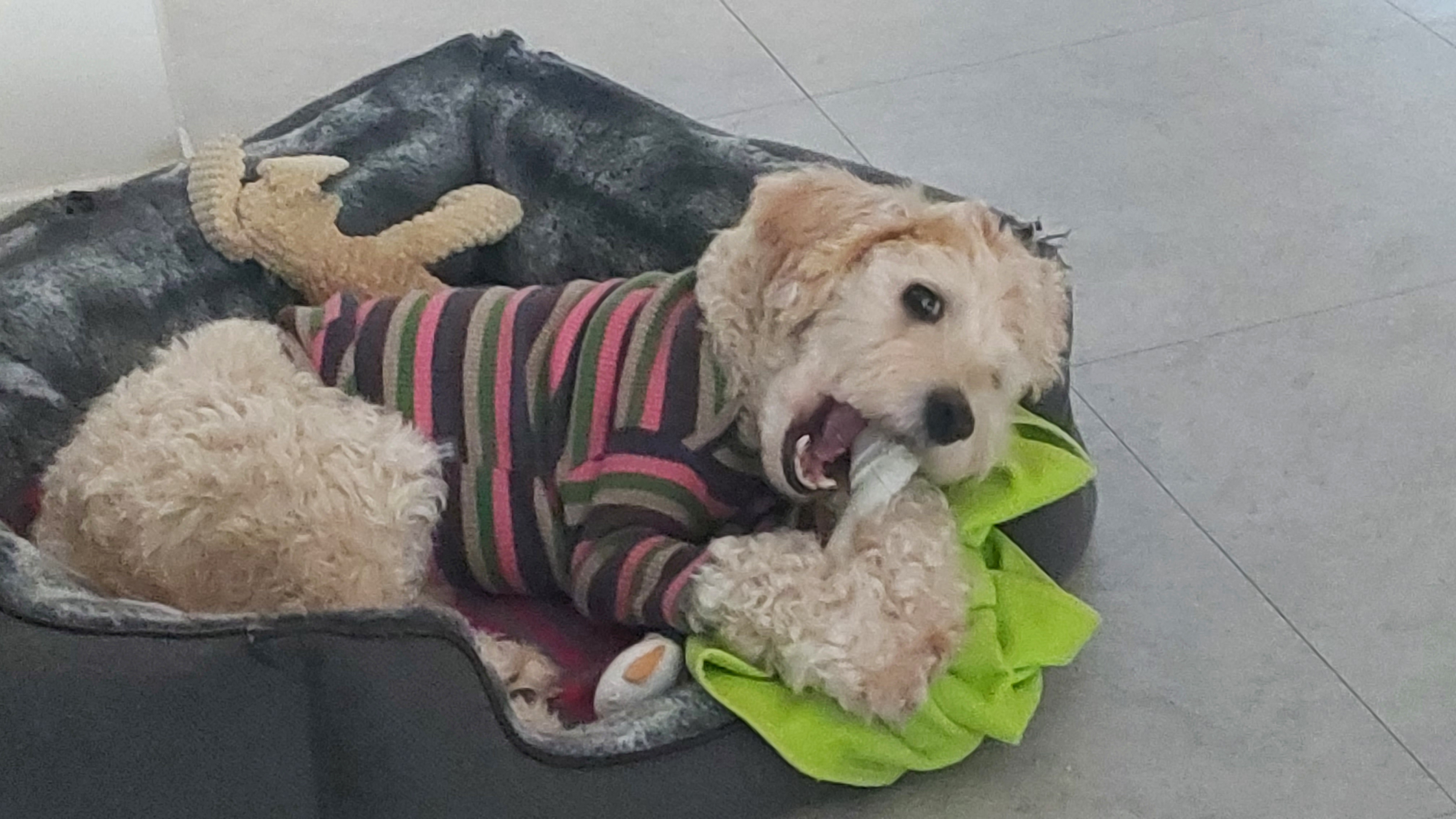 금동(은돌)~ 벌써 1년^^