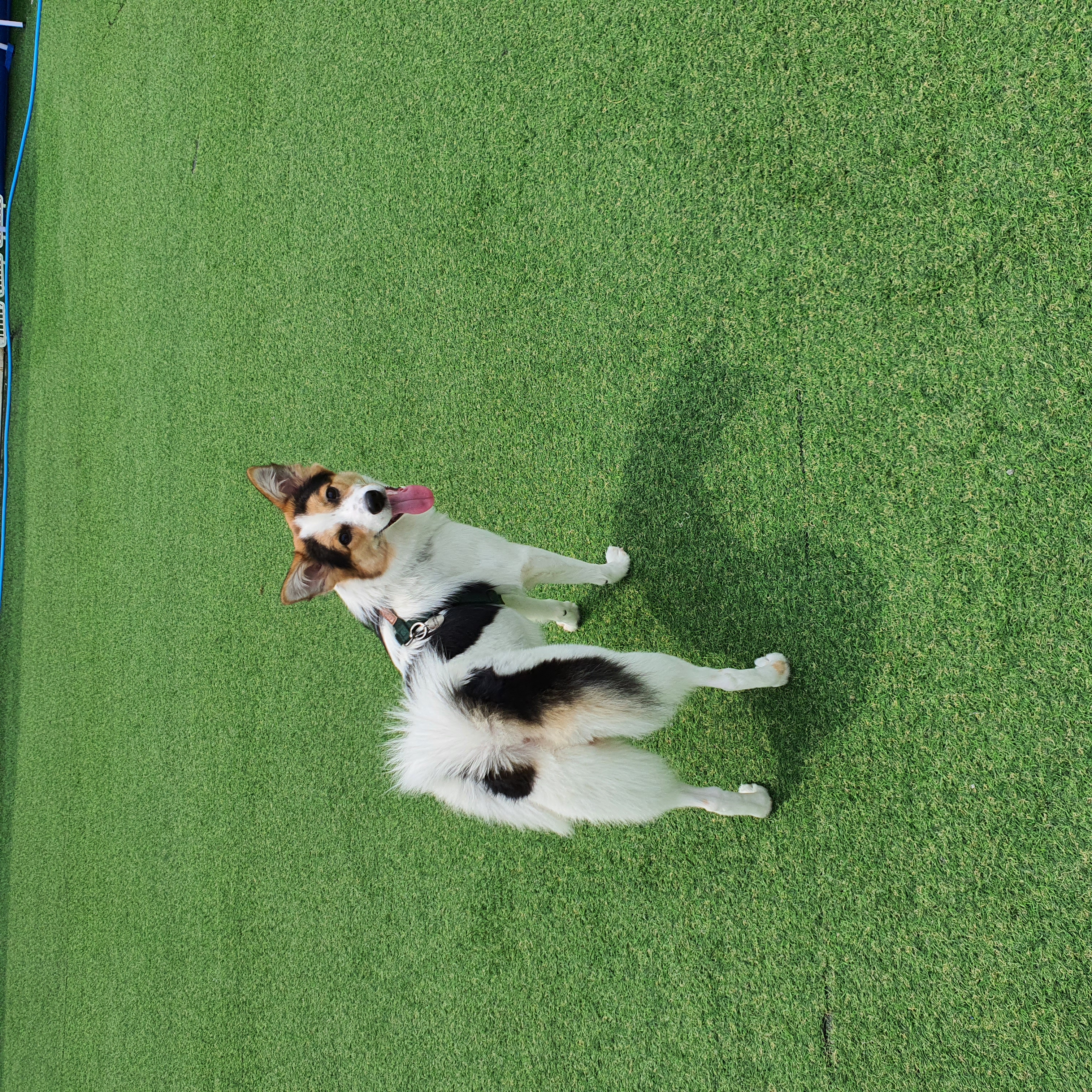 마블이 입양 후 1년 후기