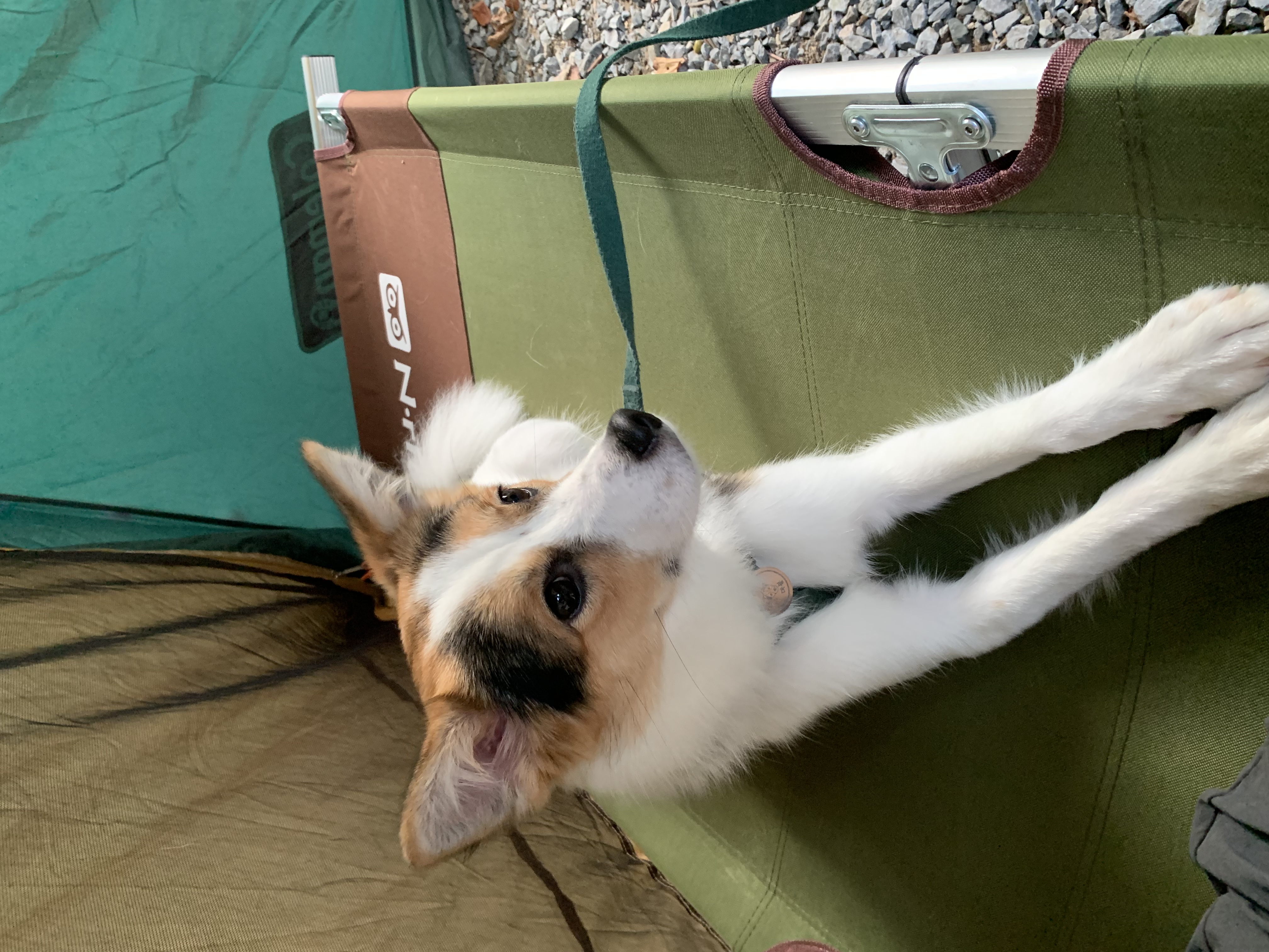 마블이 입양 후 1년 후기