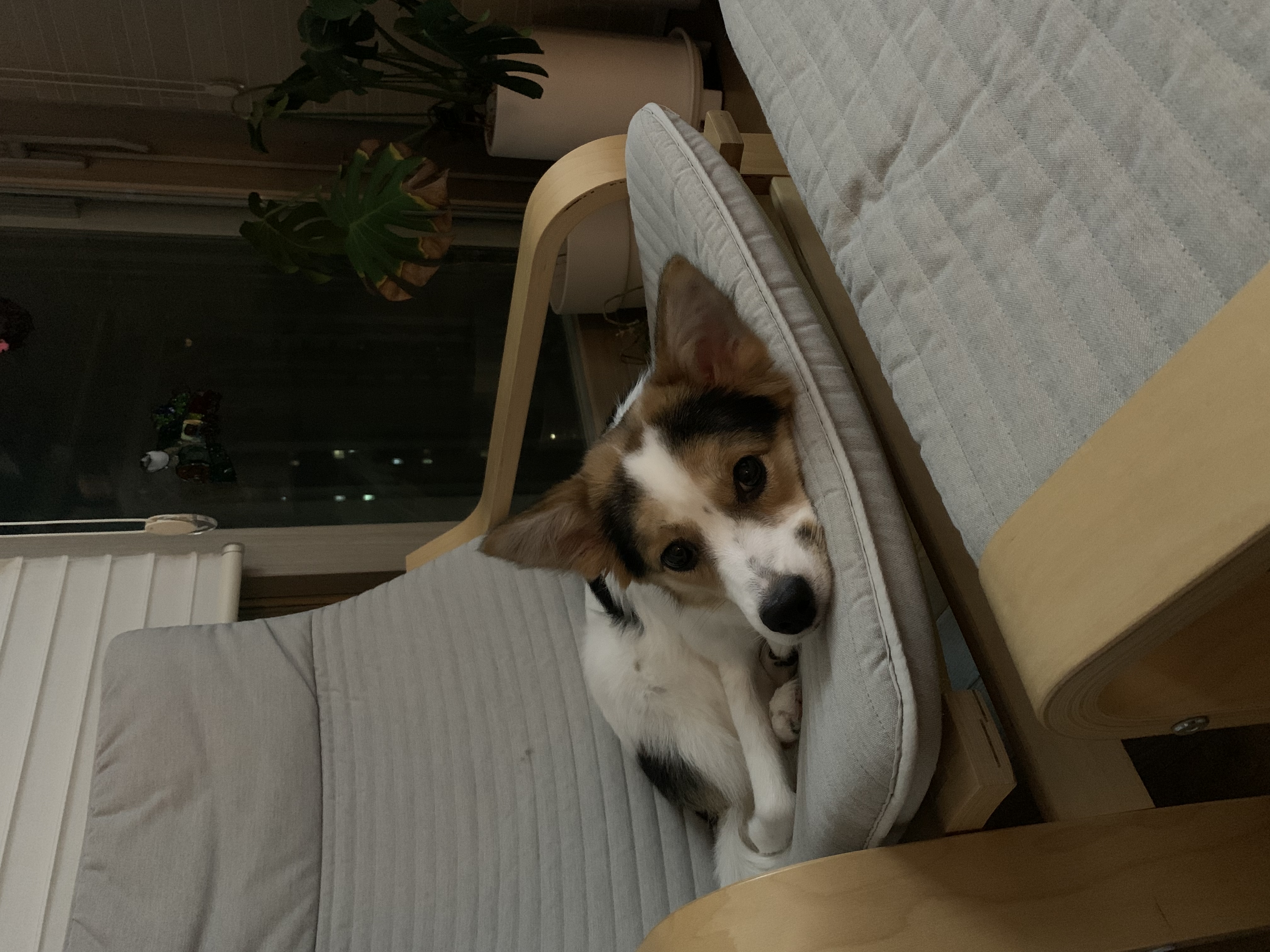 마블이 입양 후 1년 후기