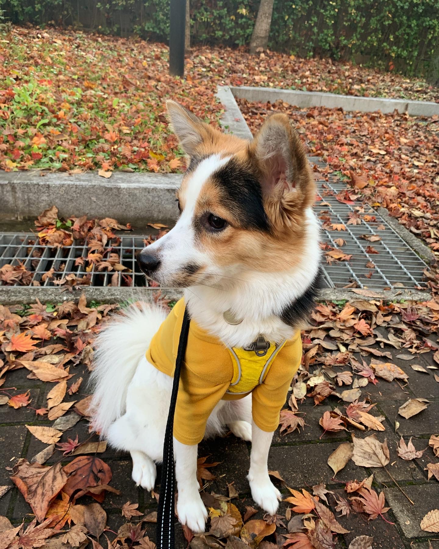 마블이 입양 후 1년 후기