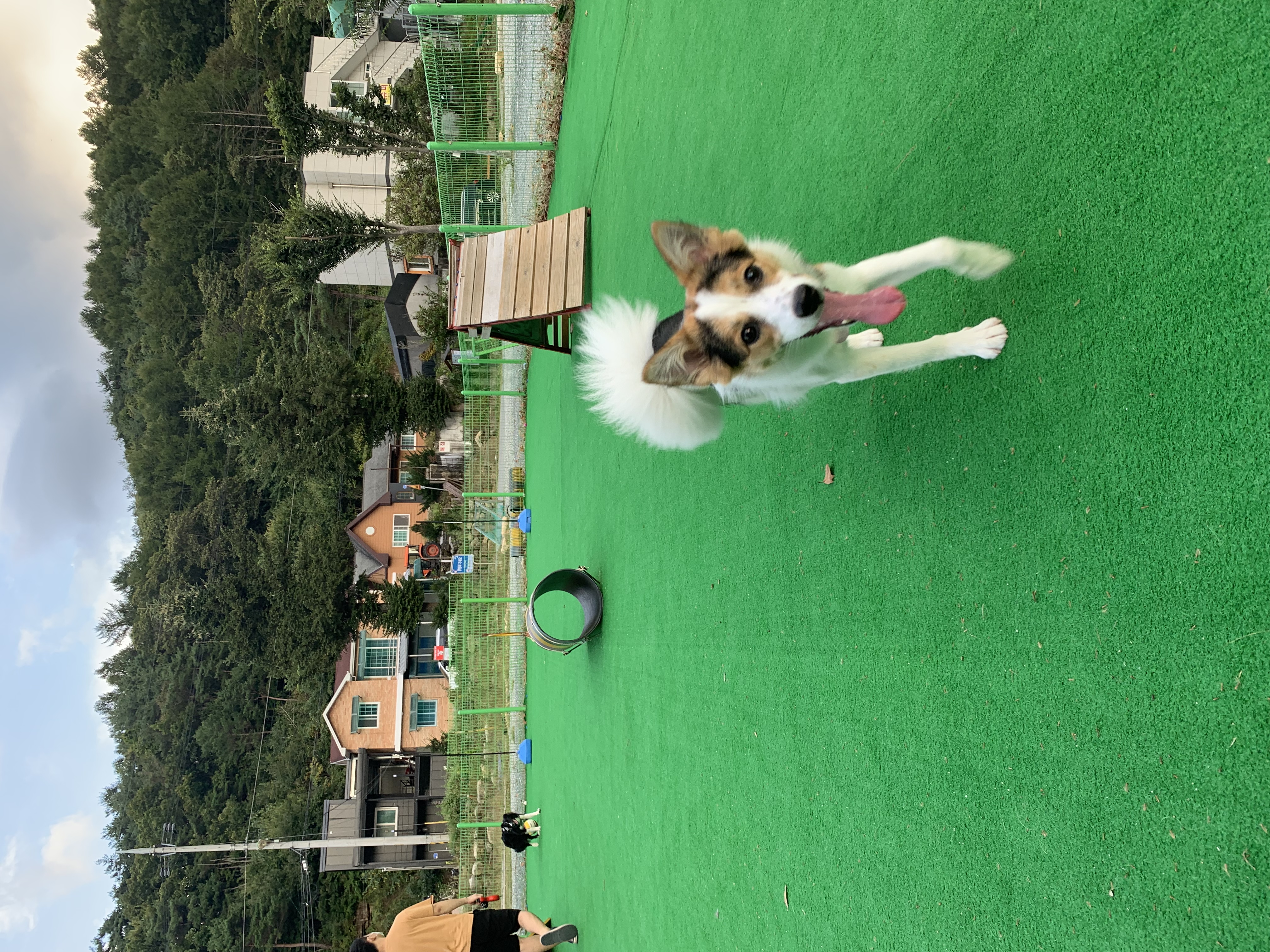 마블이 입양 후 1년 후기