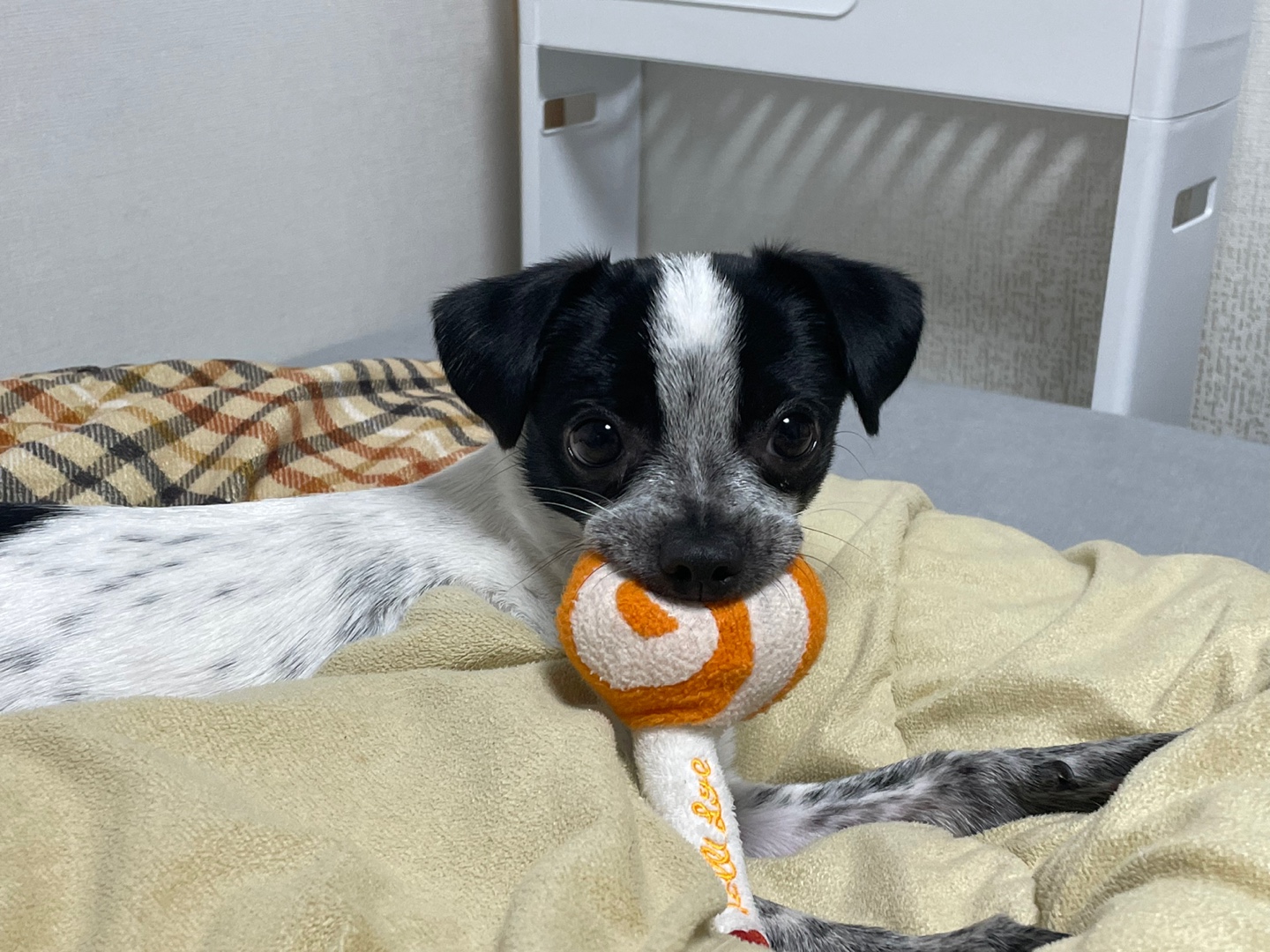 딸랑이 >> 행복이 입양 후기