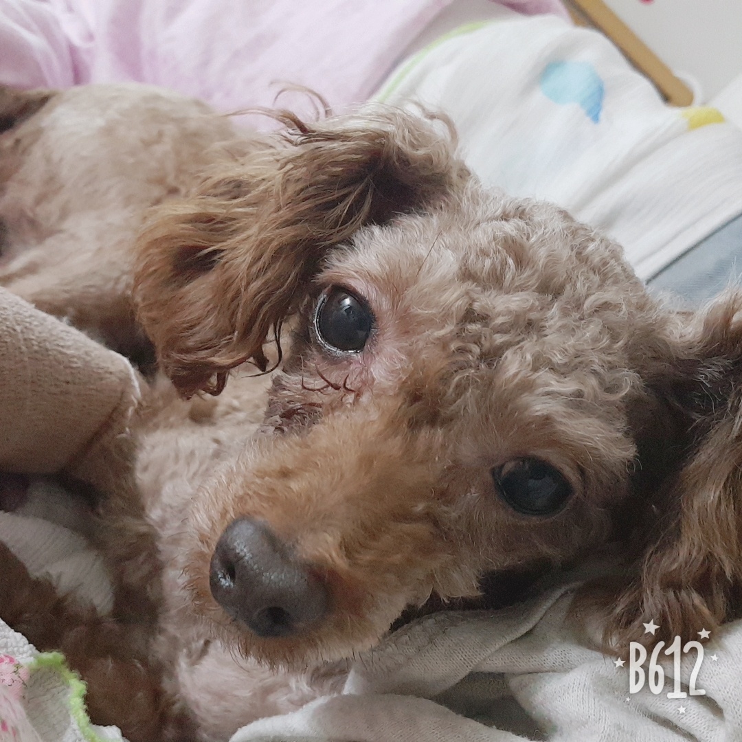 쵸파 입양후기~~ 4년차!