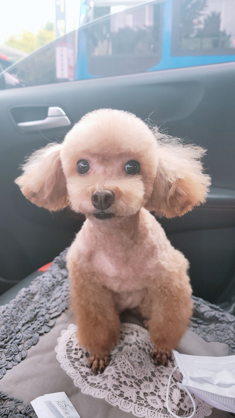 쵸파 입양후기~~ 4년차!