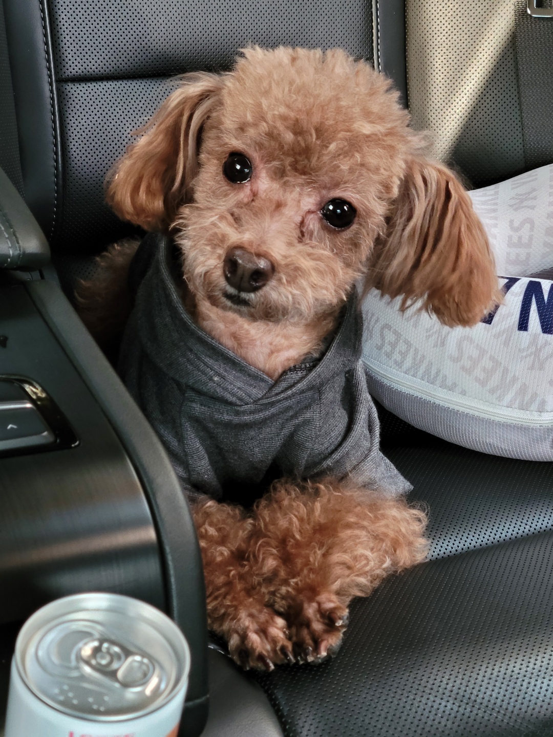 쵸파 입양후기~~ 4년차!