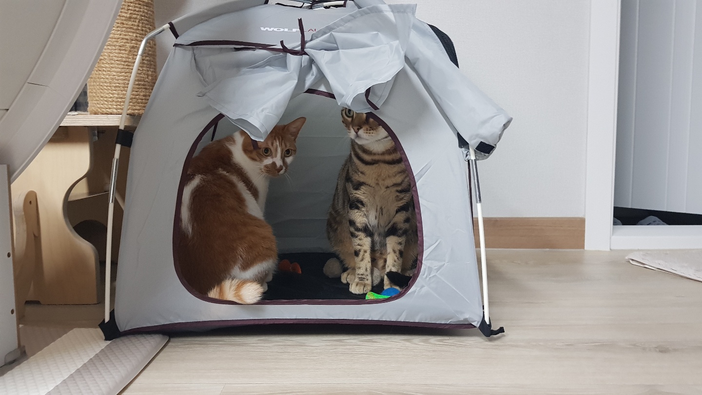 다빈이 올해로 6살