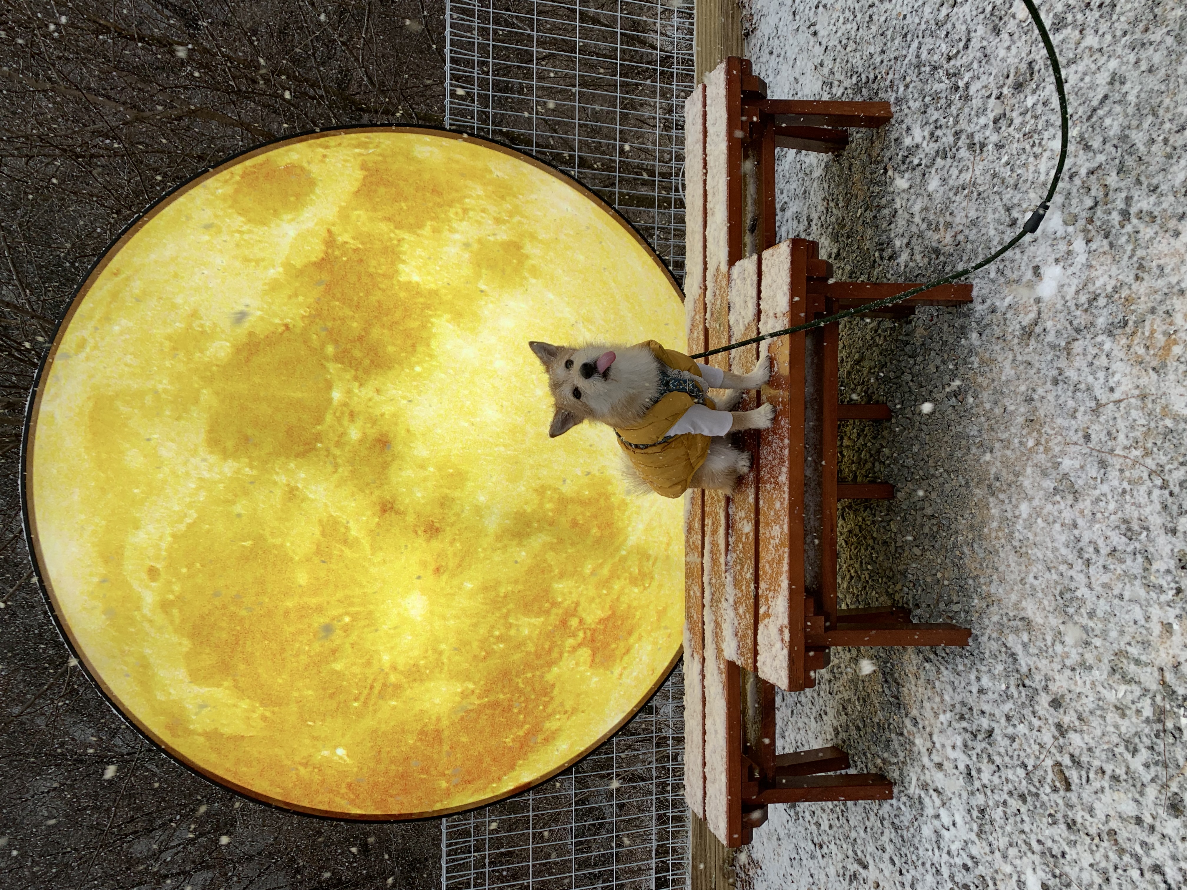 보들이 입양 1년 차 후기