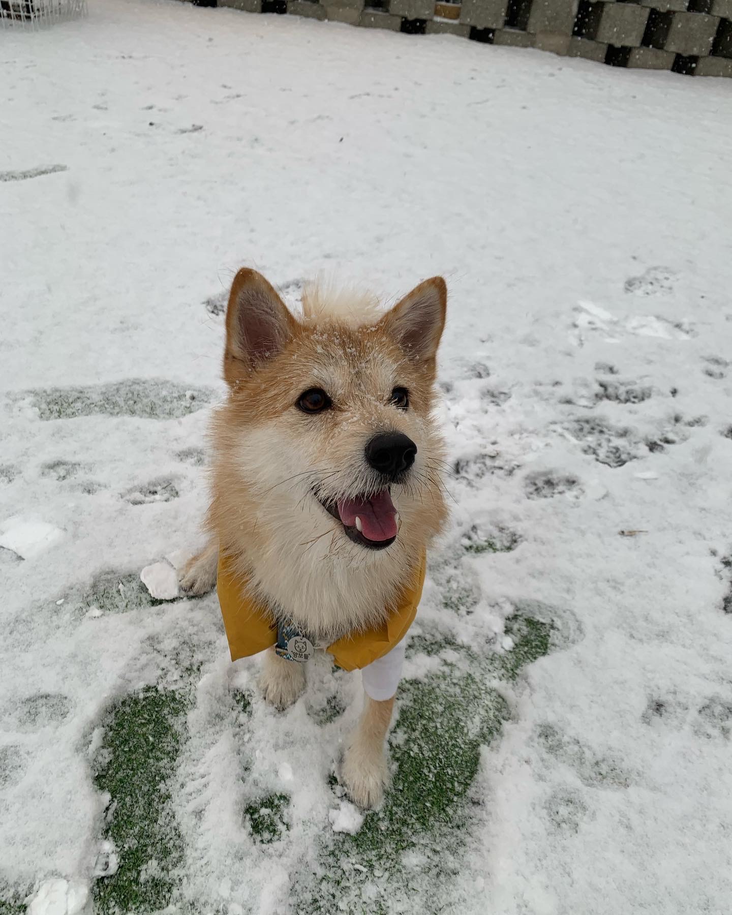 보들이 입양 1년 차 후기