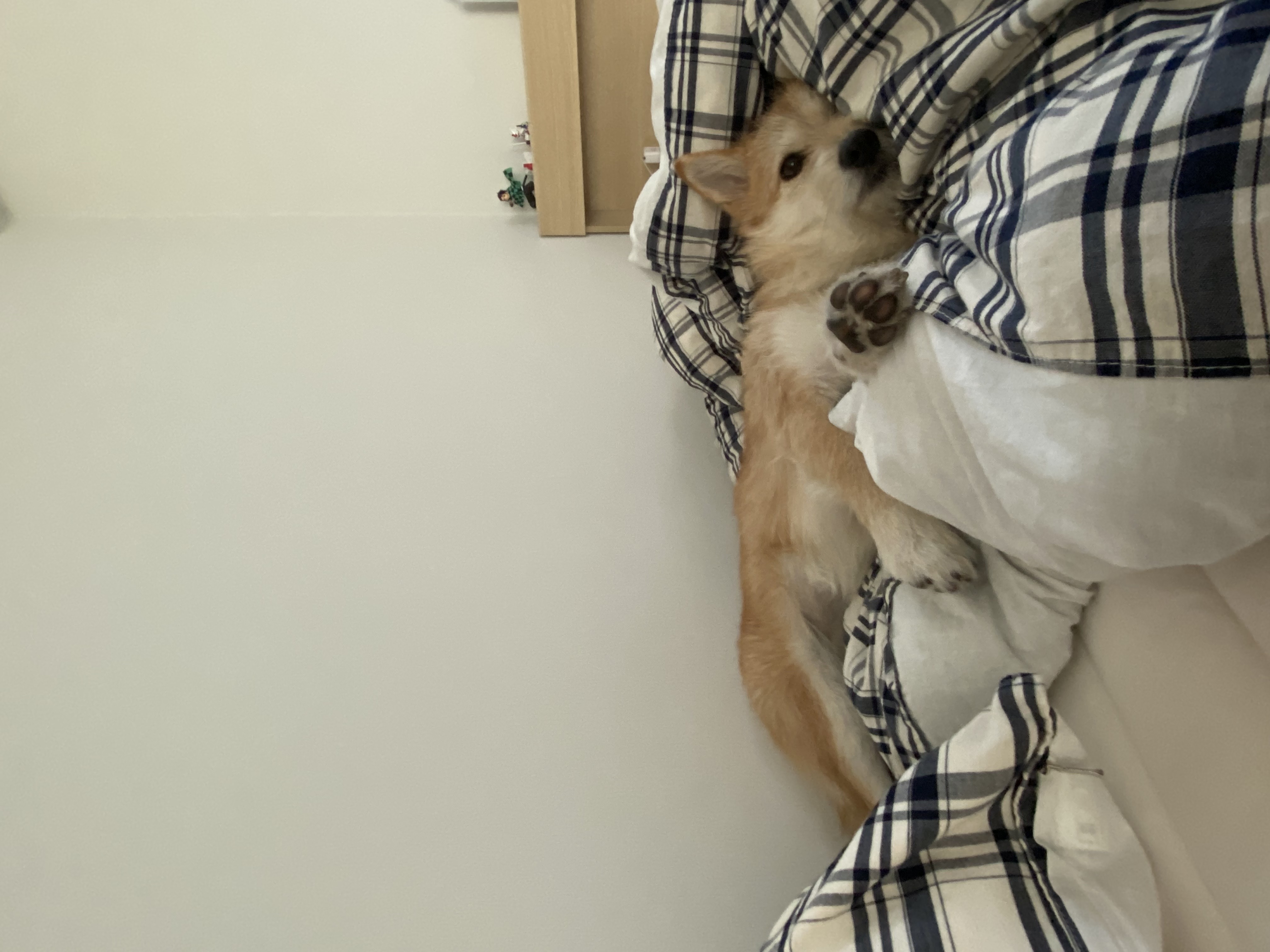 보들이 입양 1년 차 후기