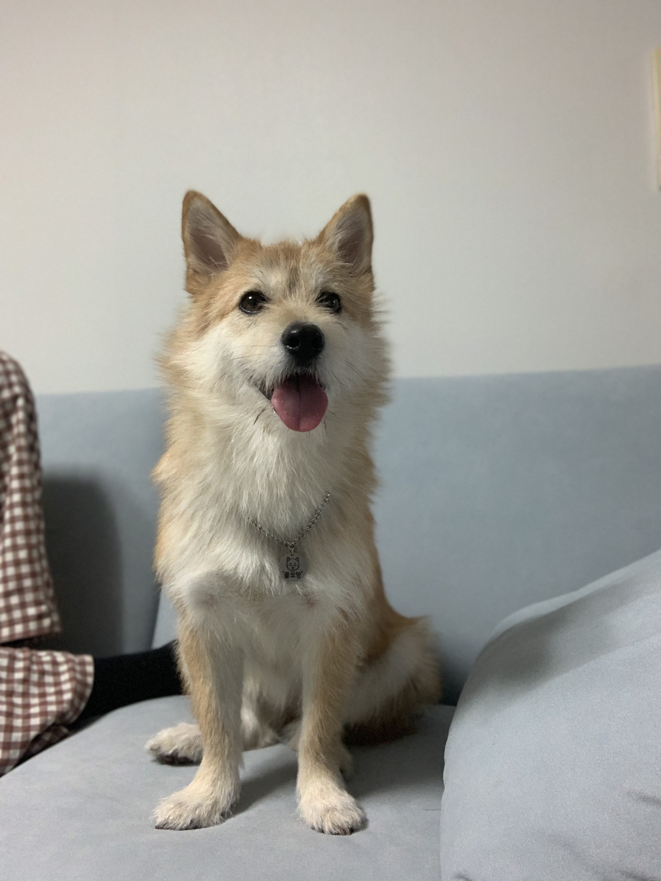 보들이 입양 1년 차 후기