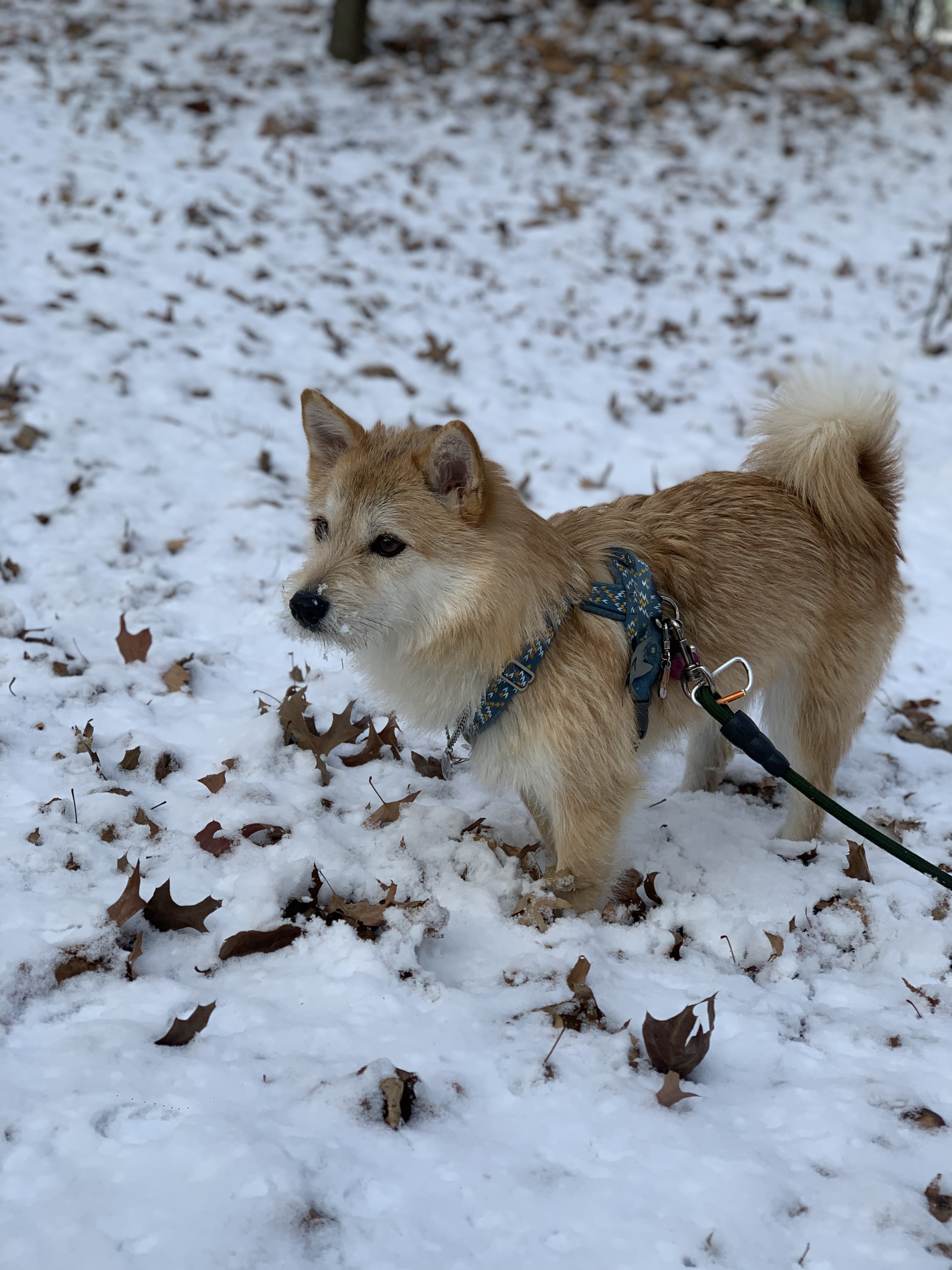 보들이 입양 1년 차 후기