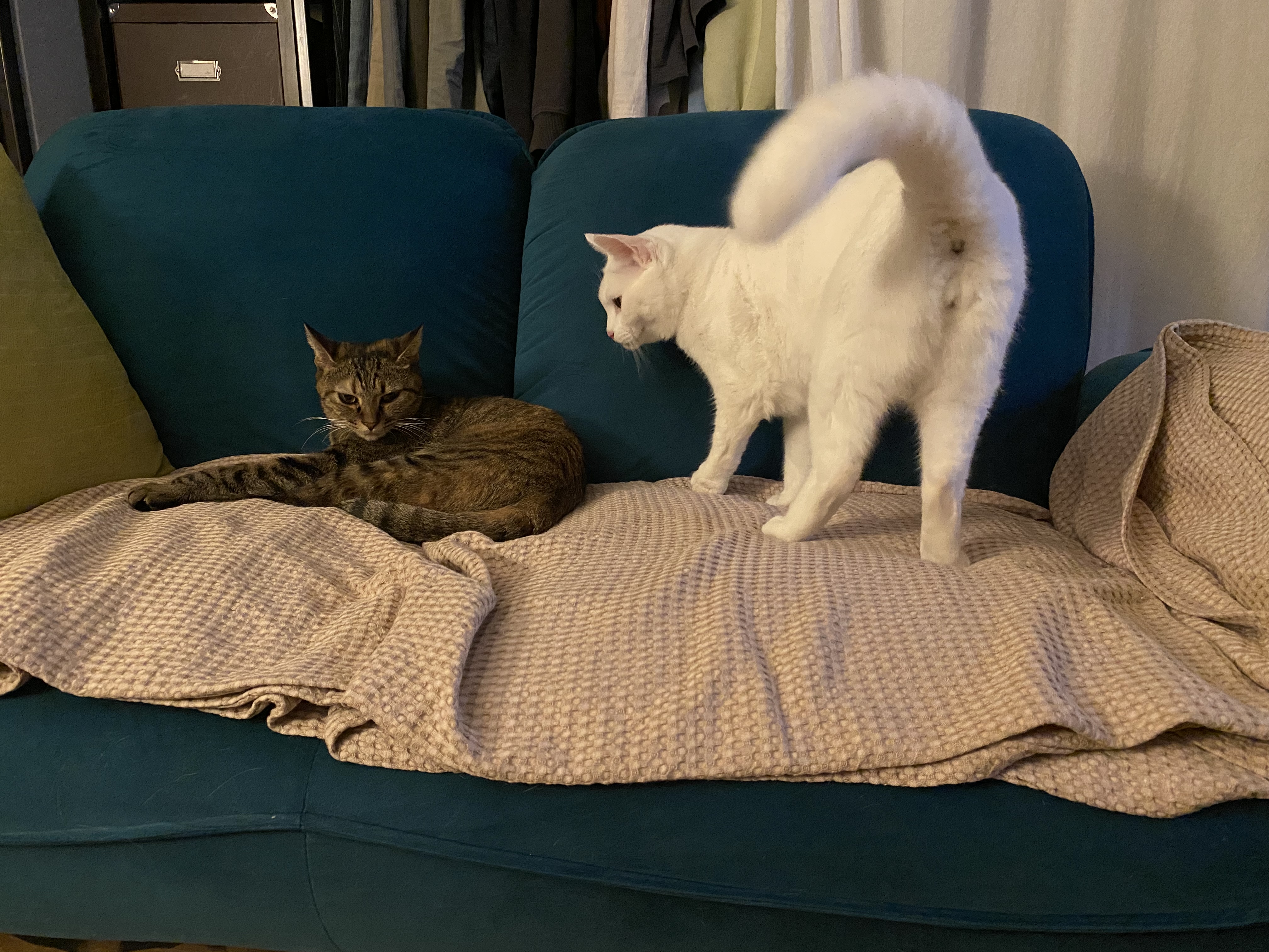 고양이 구름이 다람이