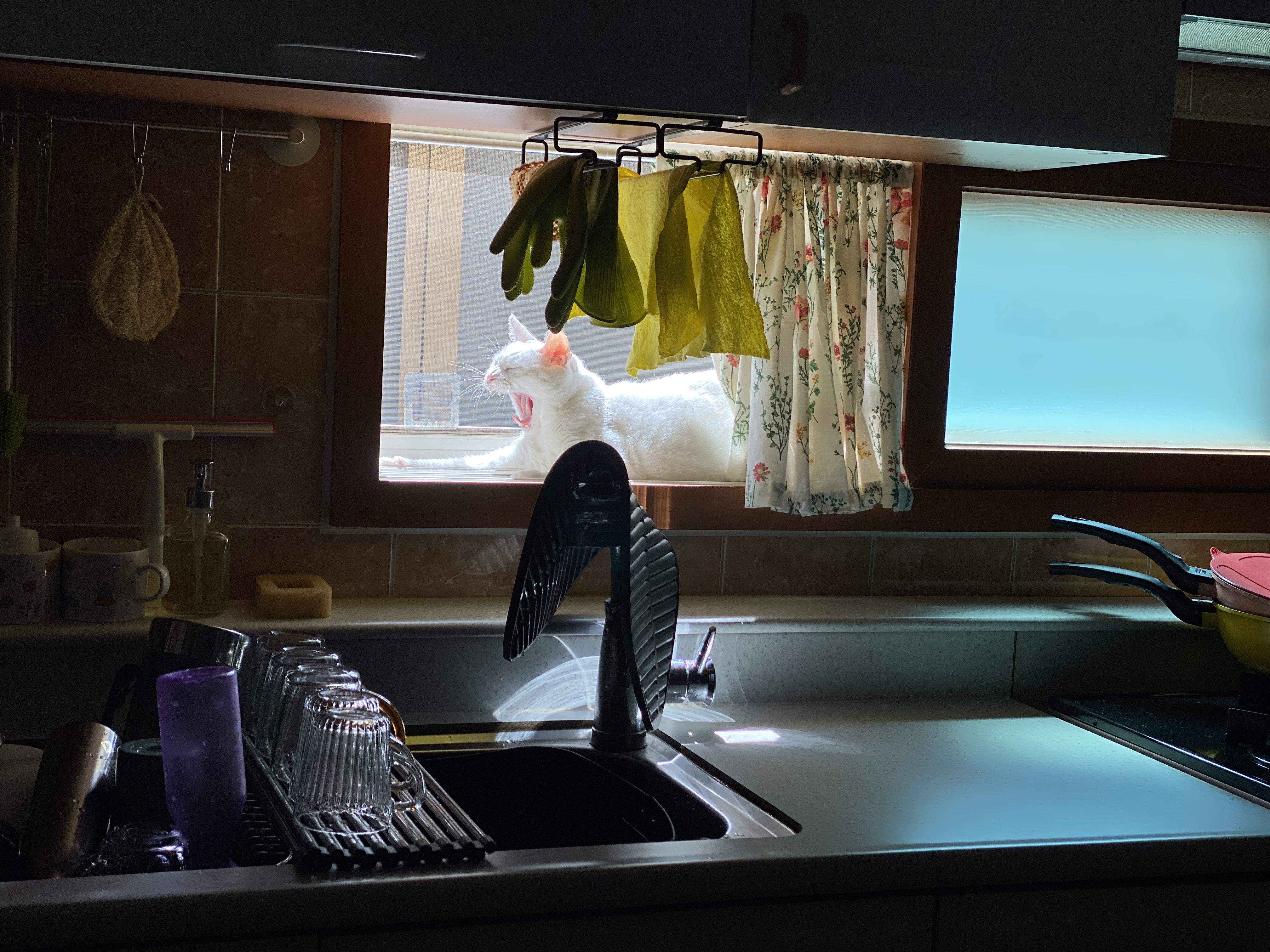 고양이 구름이 다람이