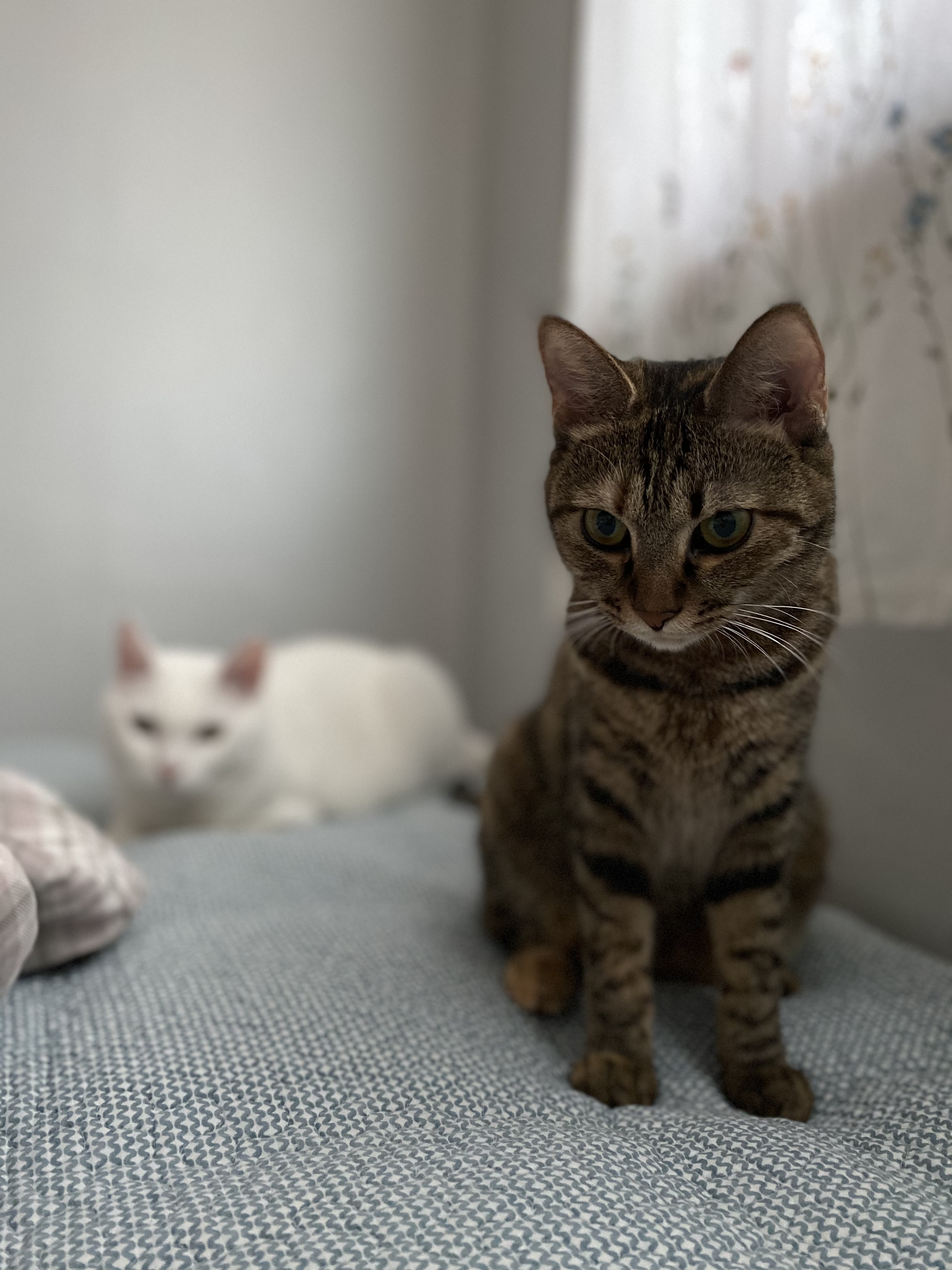 고양이 구름이 다람이