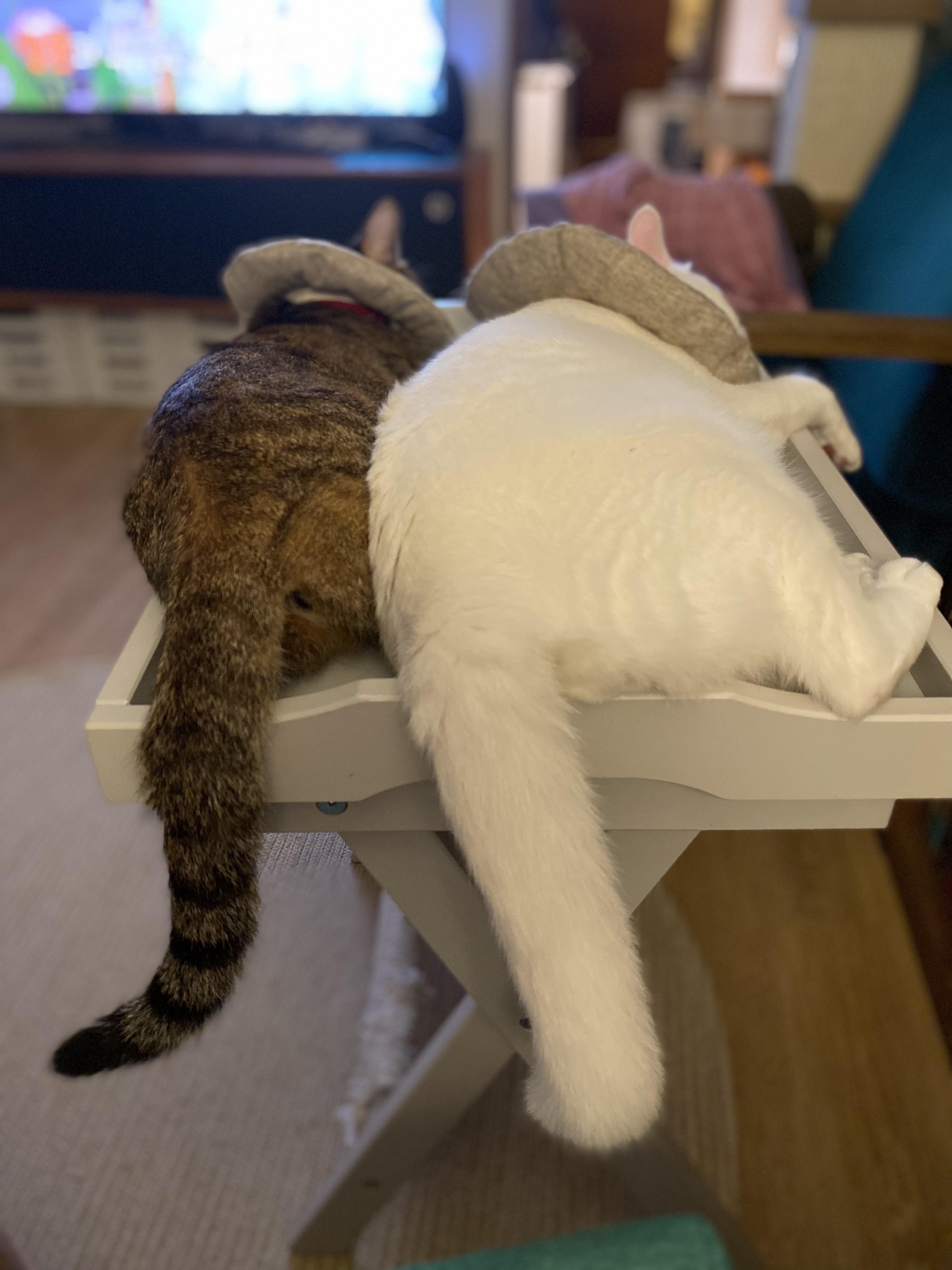 고양이 구름이 다람이