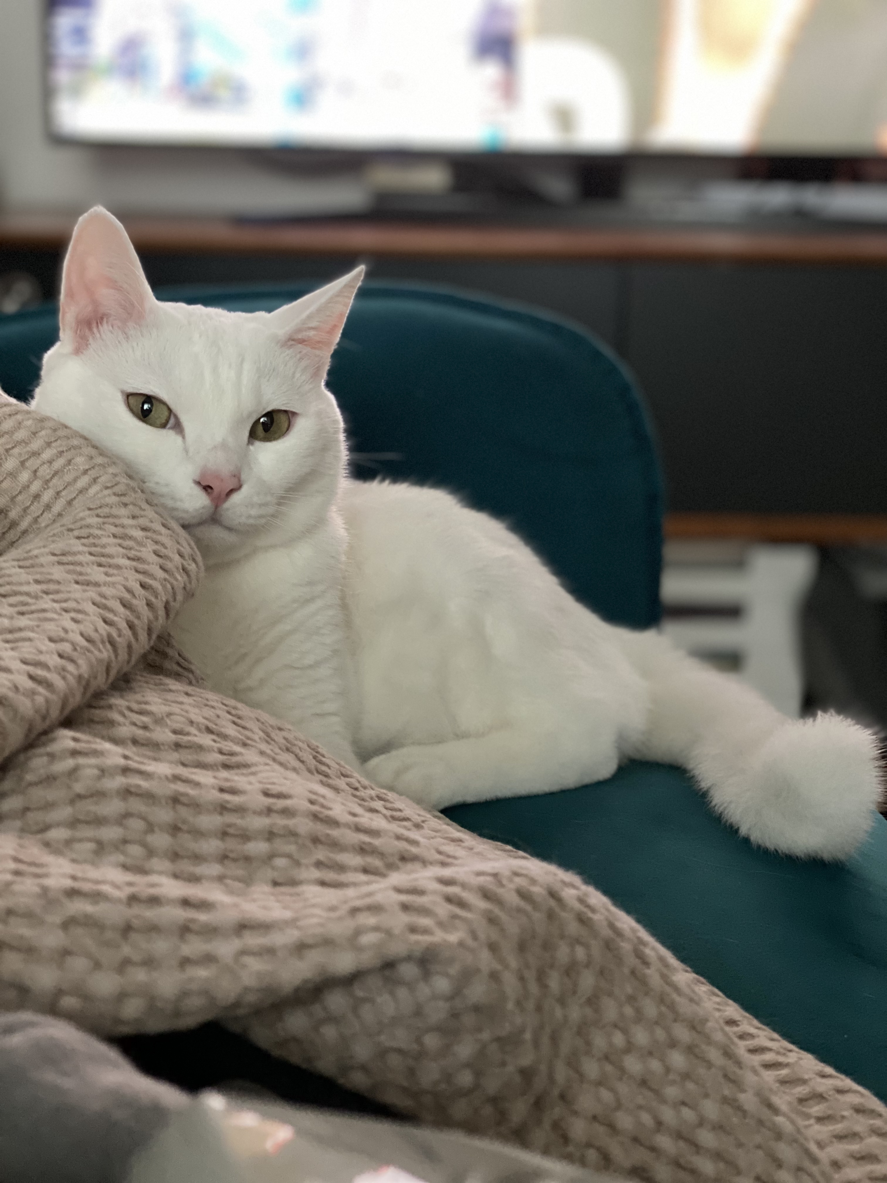 고양이 구름이 다람이