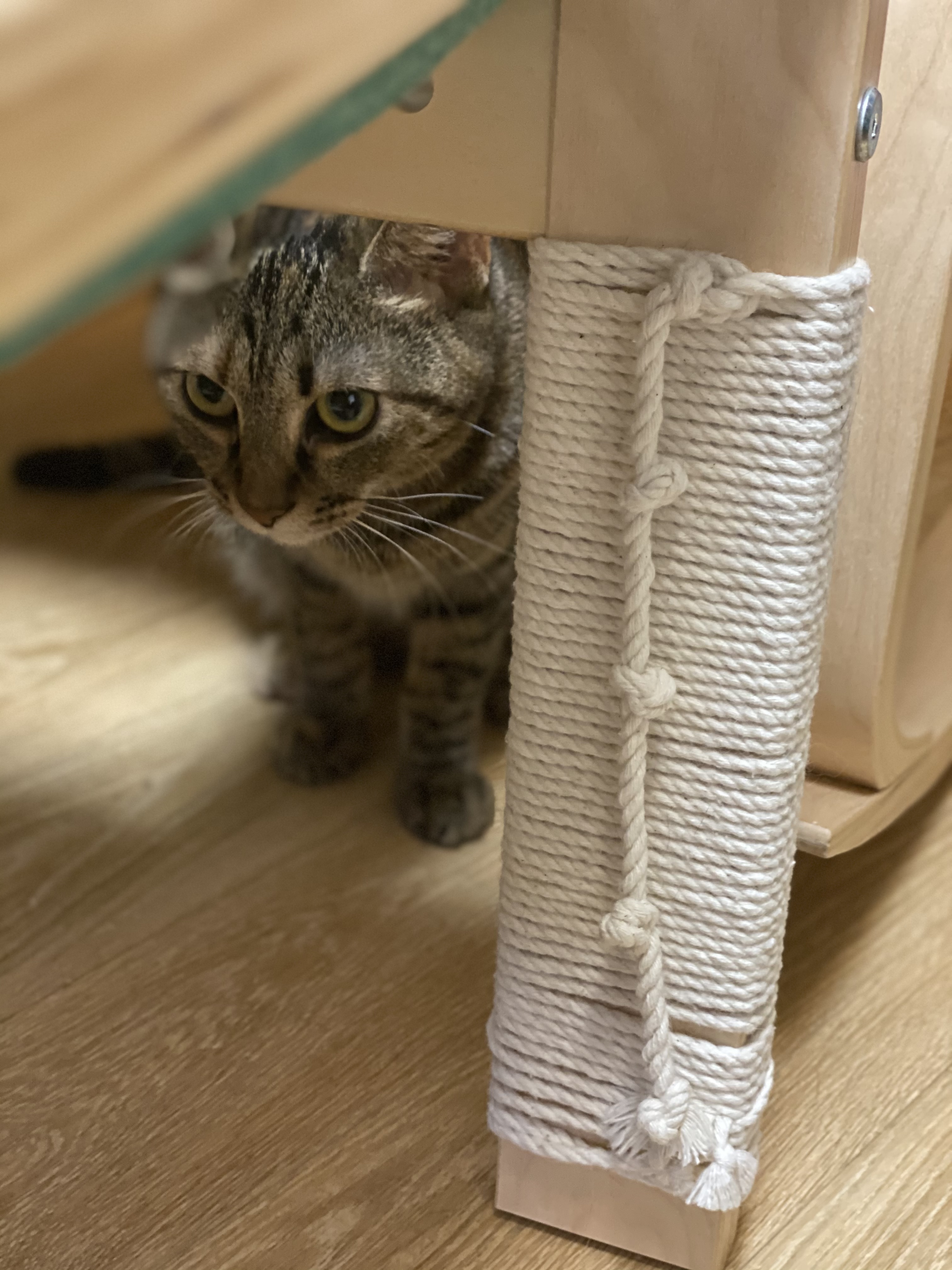 고양이 구름이 다람이