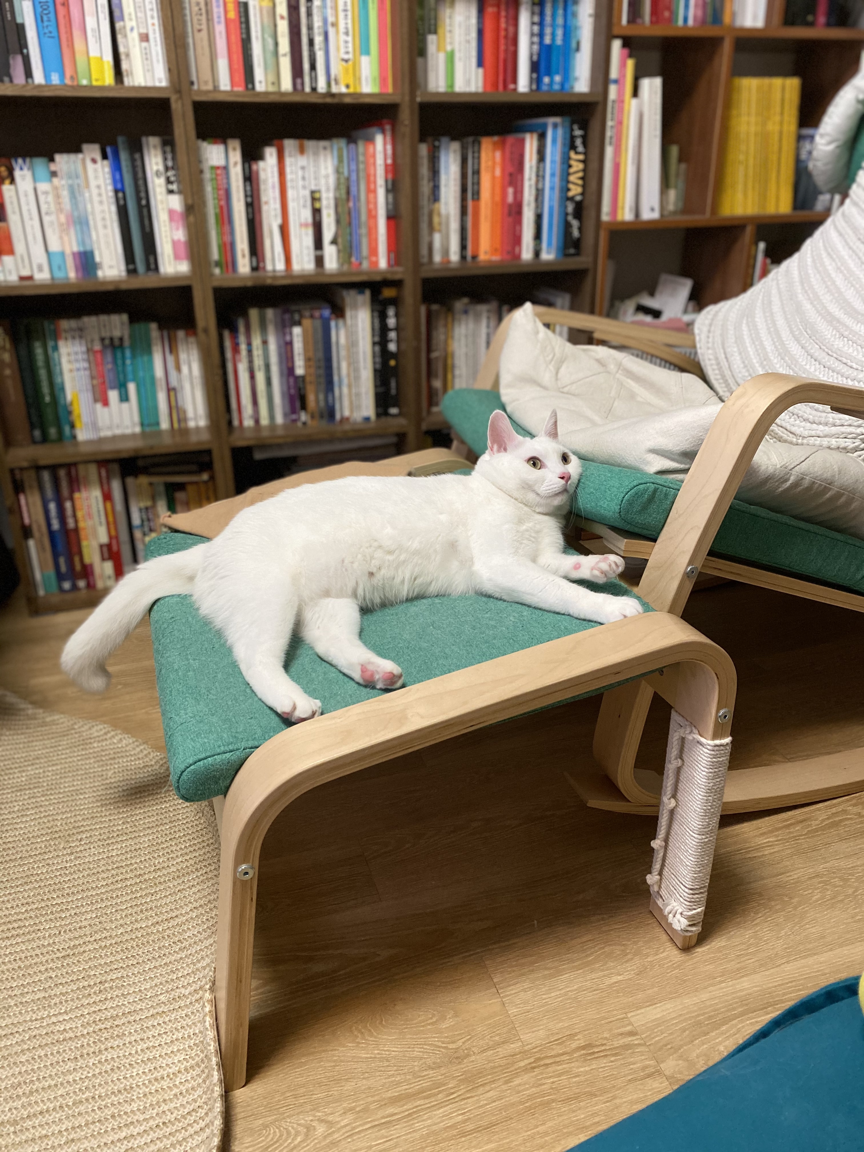 고양이 구름이 다람이