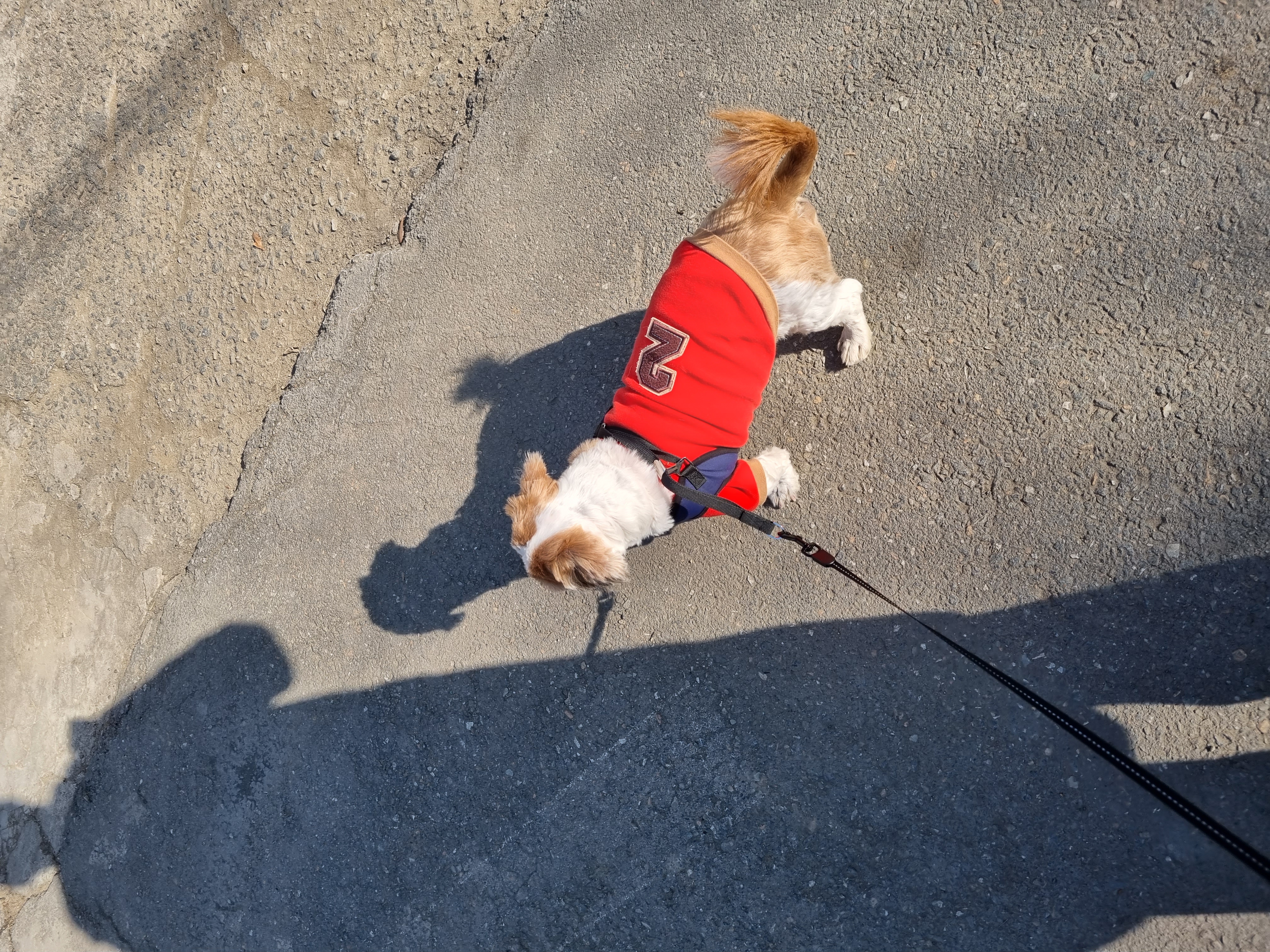 포동이와 그림자 놀이