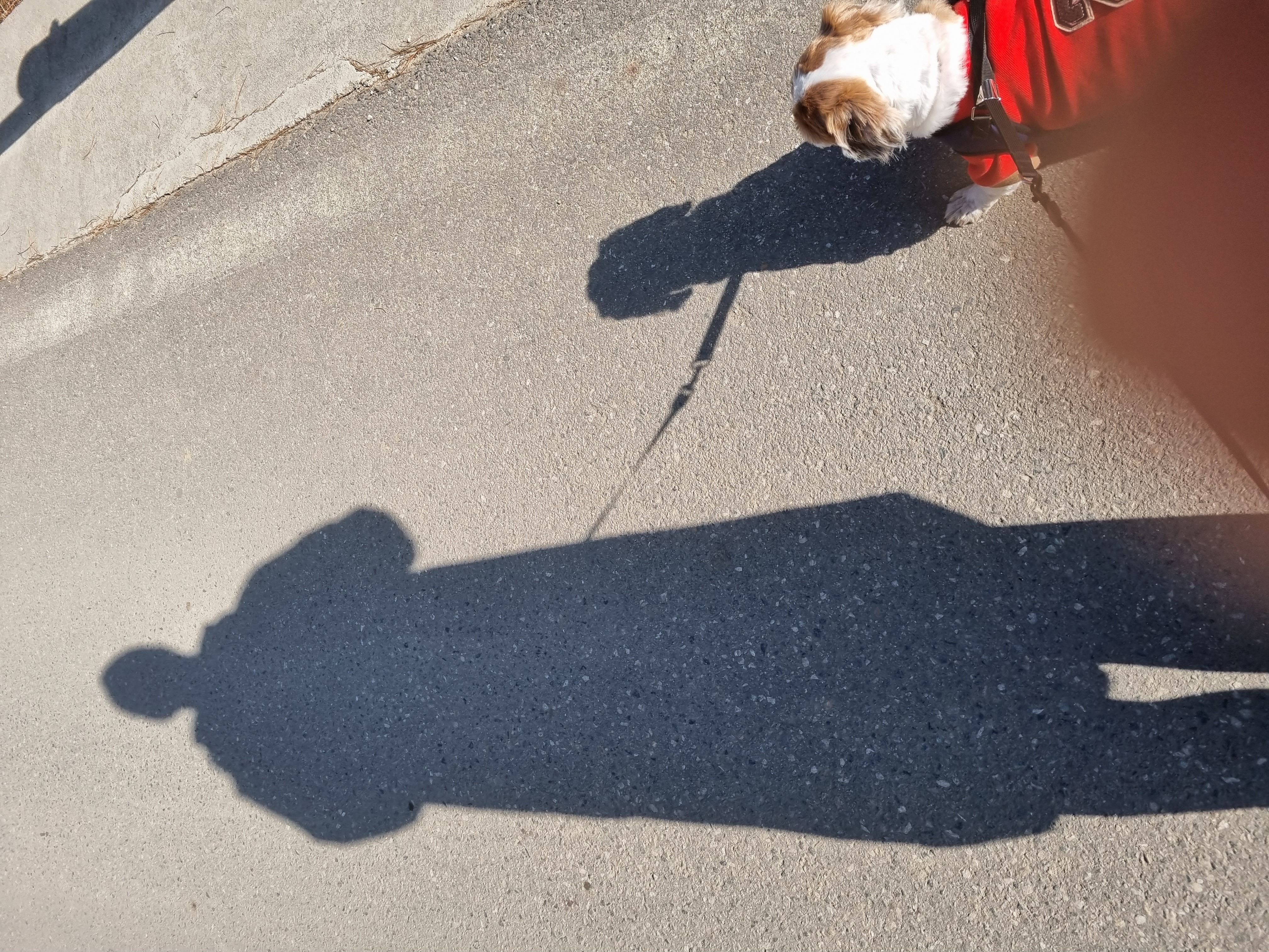 포동이와 그림자 놀이