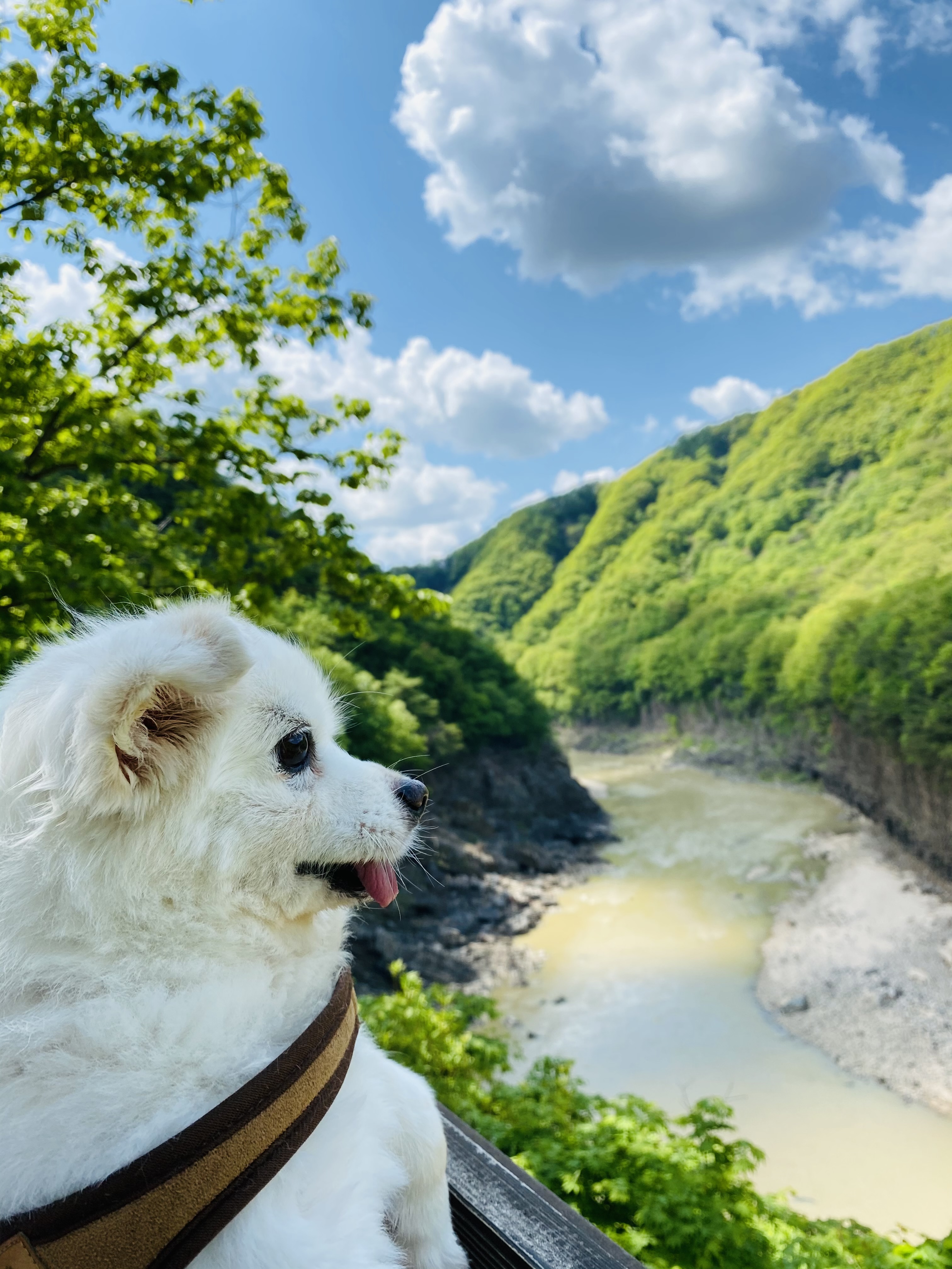 내 나이가 어때서~ 놀러다니기 딱 좋은 나인데! (셔리, 입양 11년차)