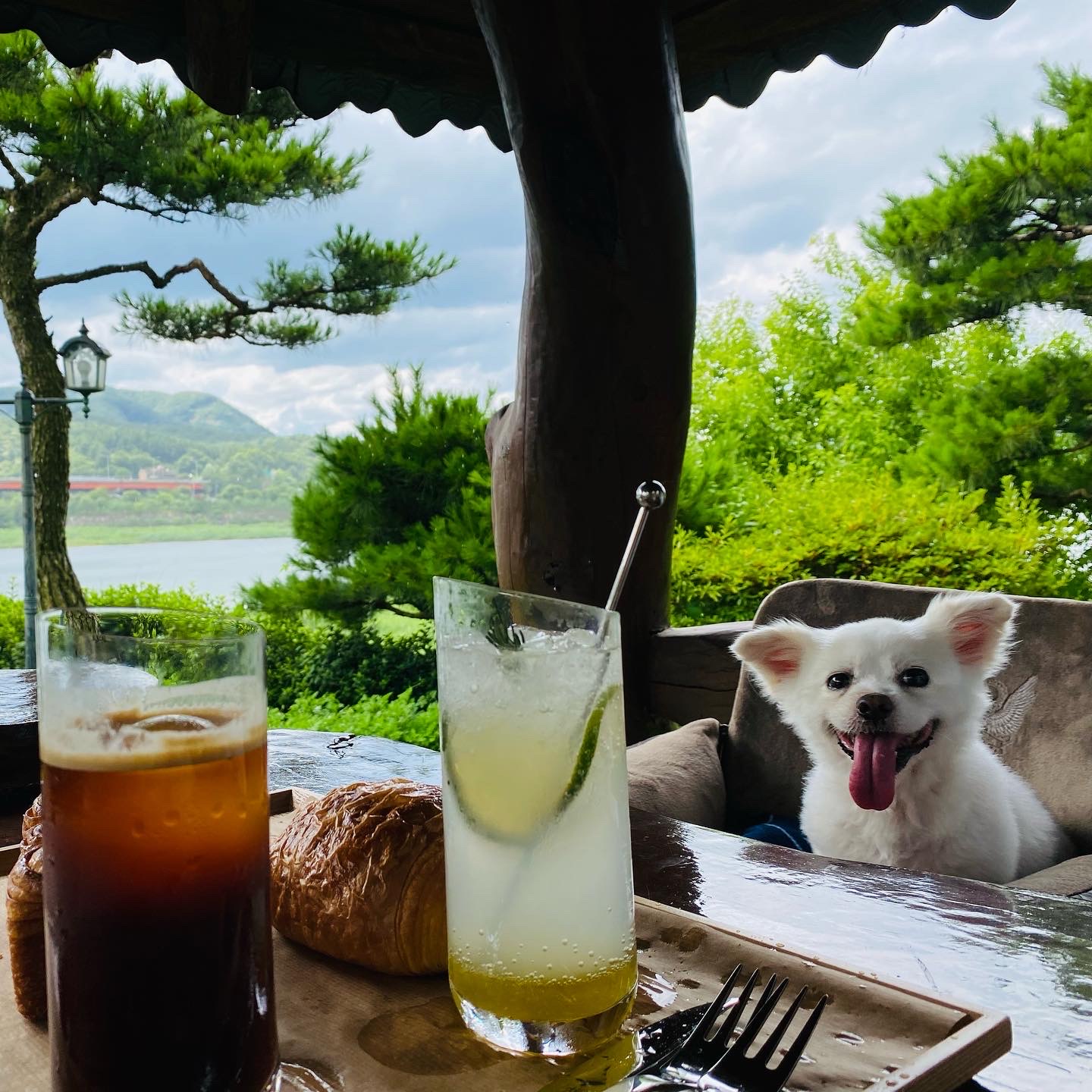 내 나이가 어때서~ 놀러다니기 딱 좋은 나인데! (셔리, 입양 11년차)