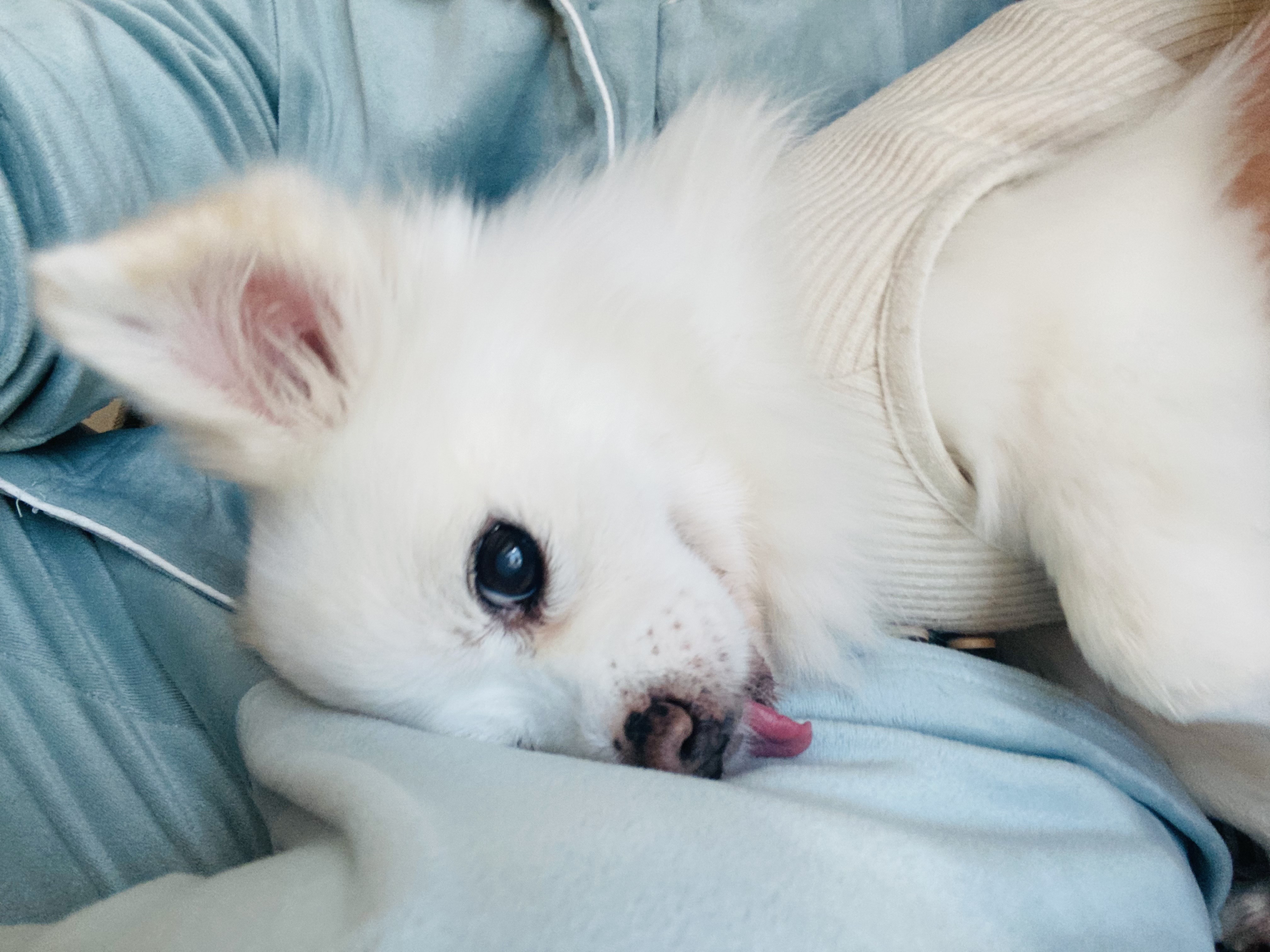 내 나이가 어때서~ 놀러다니기 딱 좋은 나인데! (셔리, 입양 11년차)