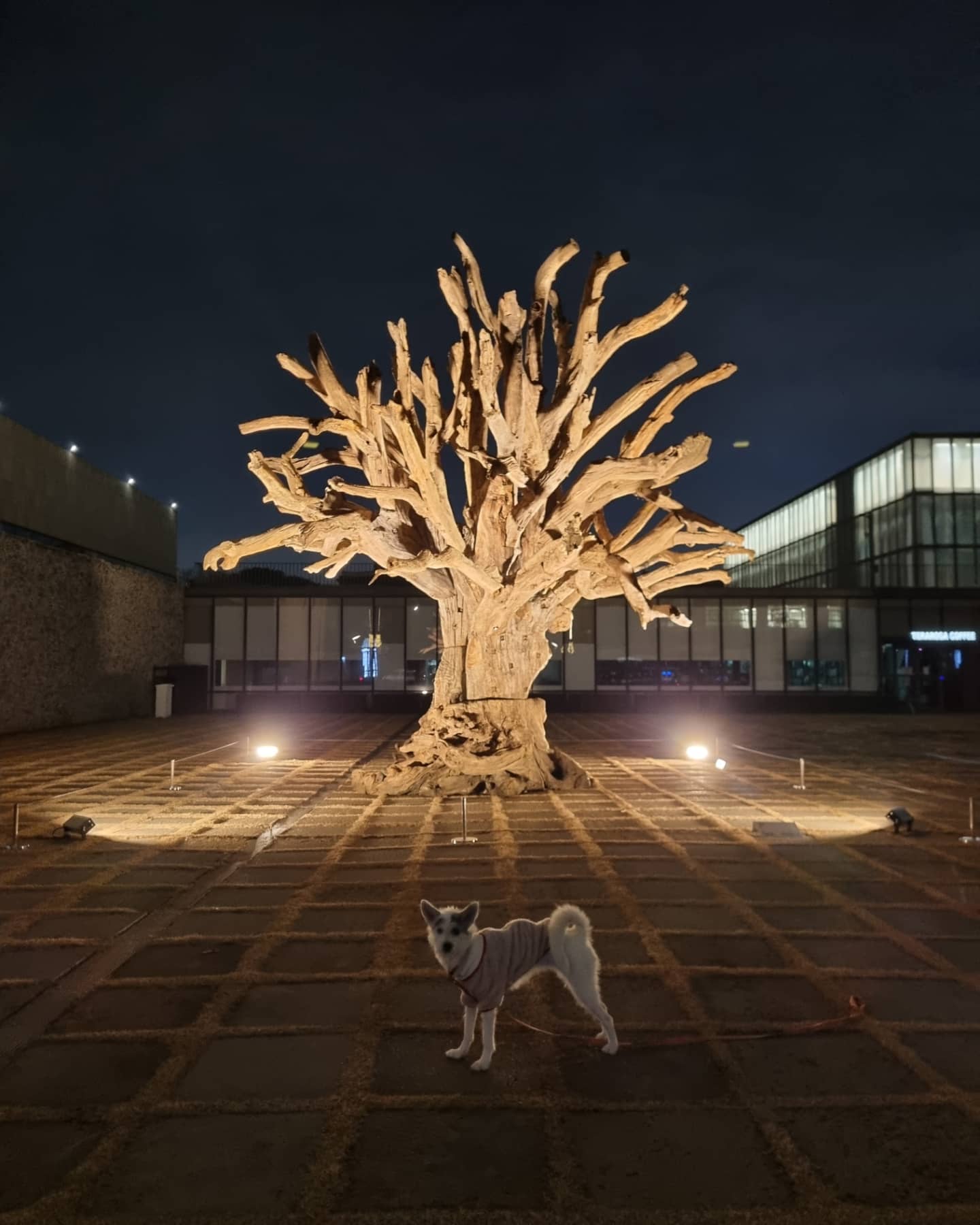 마블 (구 마네) 입양 1년 이야기